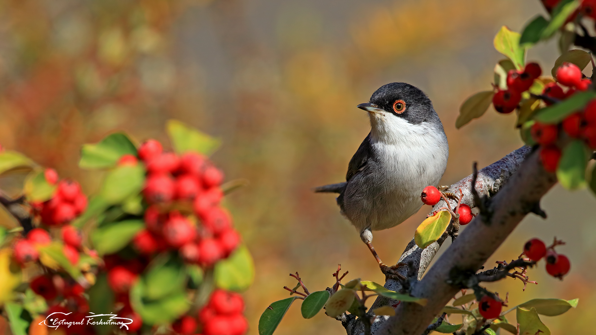 Maskeli ötleğen » Sardinian Warbler » Sylvia melanocephala