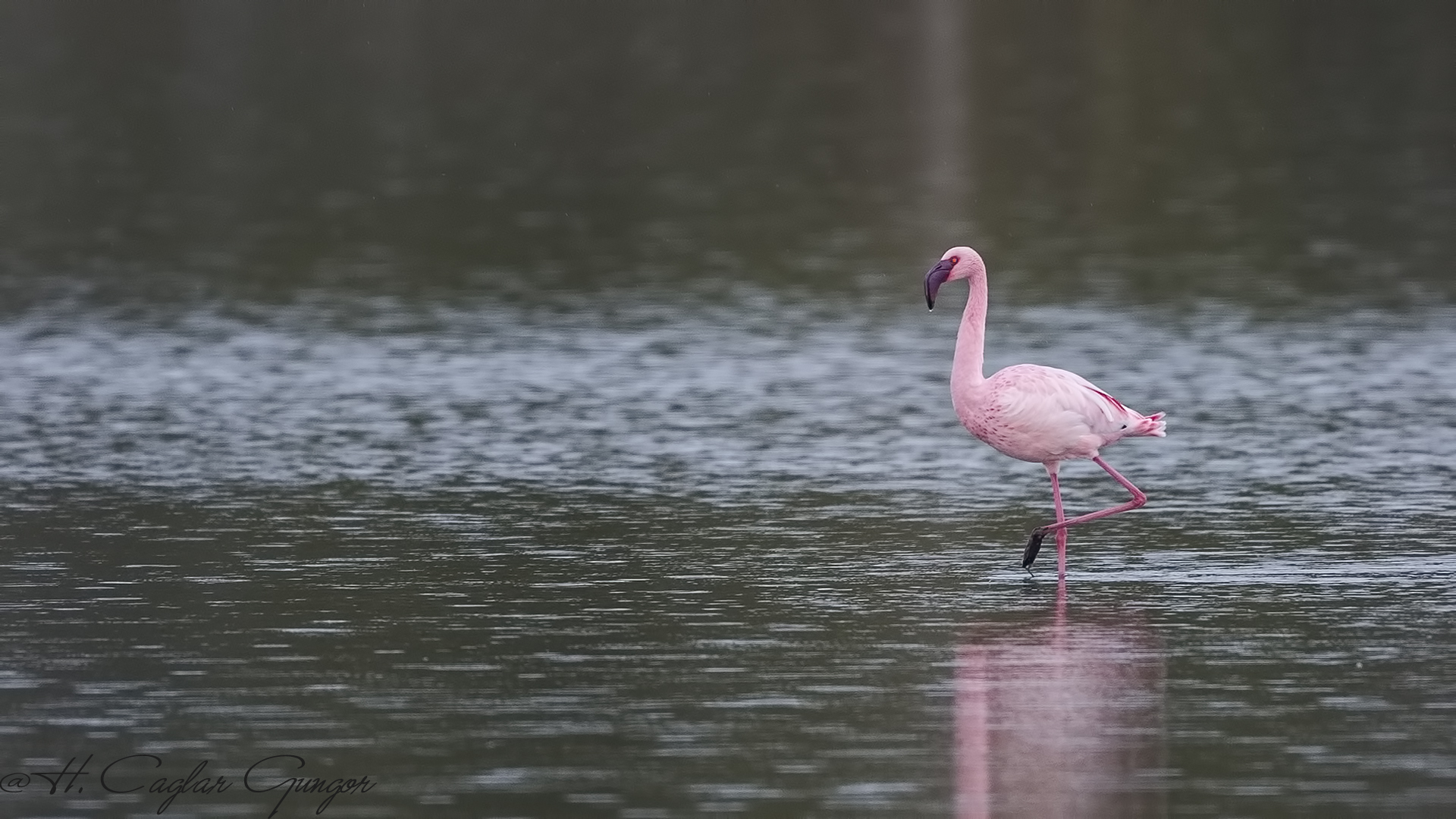 Küçük flamingo