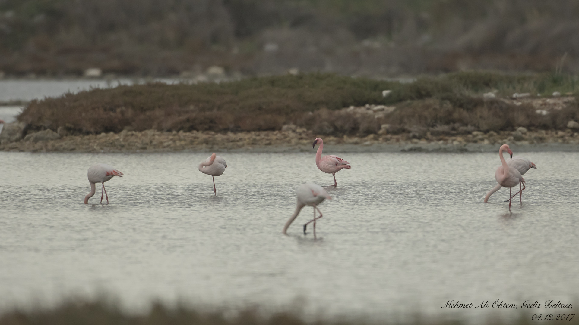 Küçük flamingo