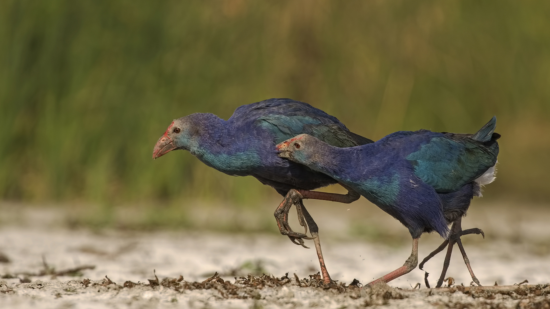 Sazhorozu » Purple Swamphen » Porphyrio porphyrio