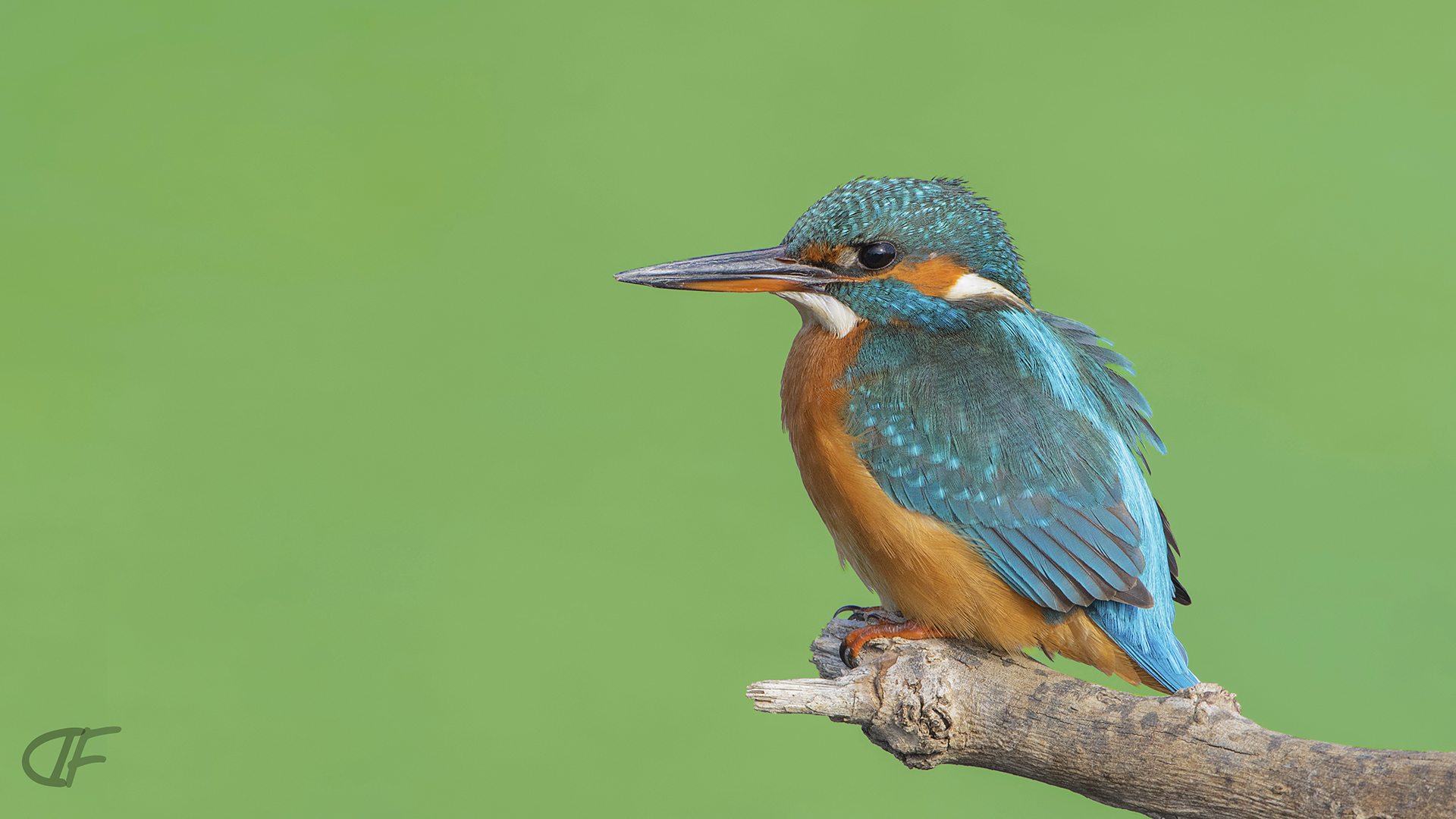 Yalıçapkını » Common Kingfisher » Alcedo atthis