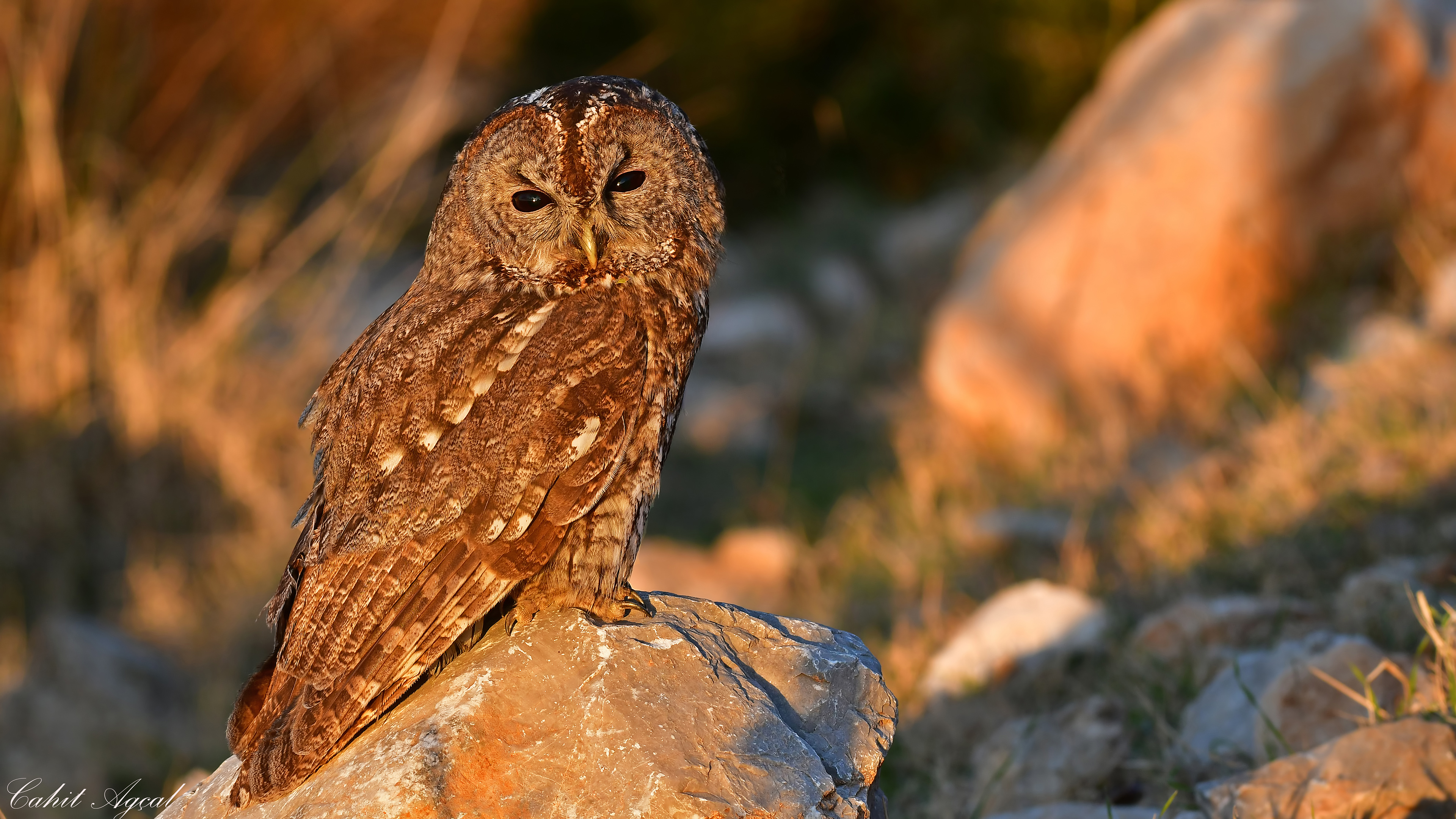 Alaca baykuş » Tawny Owl » Strix aluco