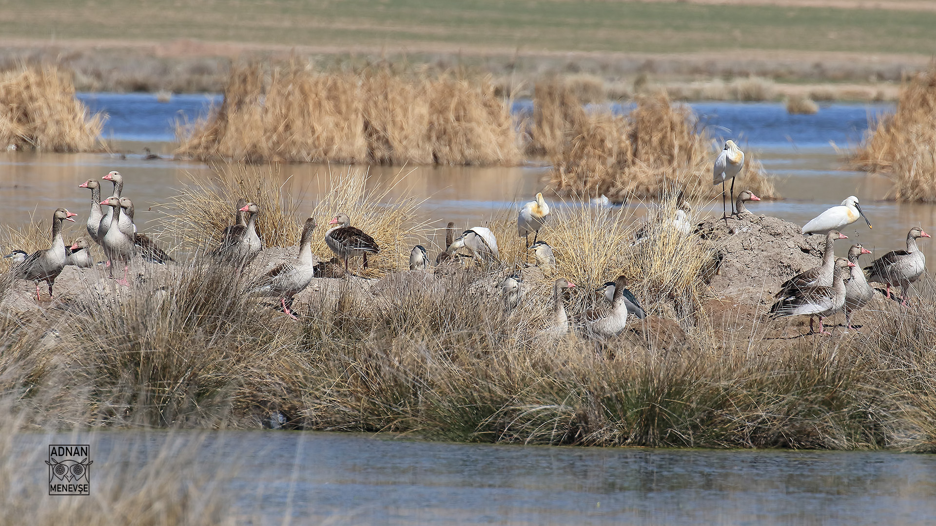 Boz kaz » Greylag Goose » Anser anser