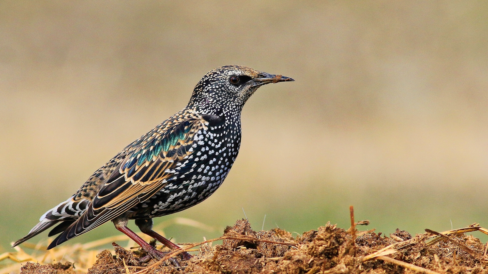 Sığırcık » Common Starling » Sturnus vulgaris