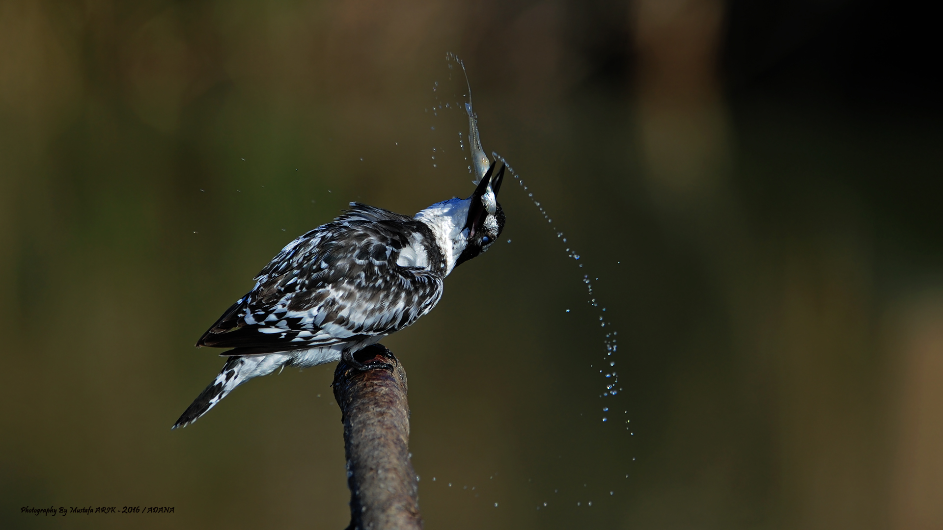 Alaca yalıçapkını » Pied Kingfisher » Ceryle rudis