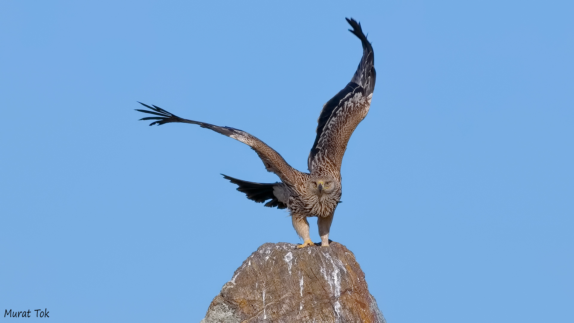 Şah kartal » Eastern Imperial Eagle » Aquila heliaca