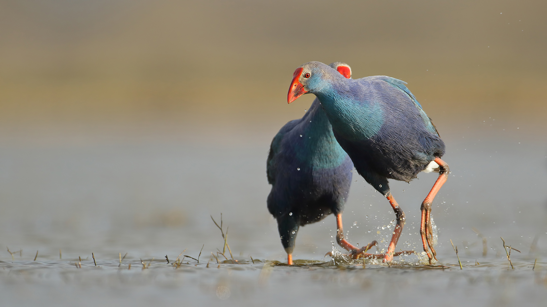 Sazhorozu » Purple Swamphen » Porphyrio porphyrio