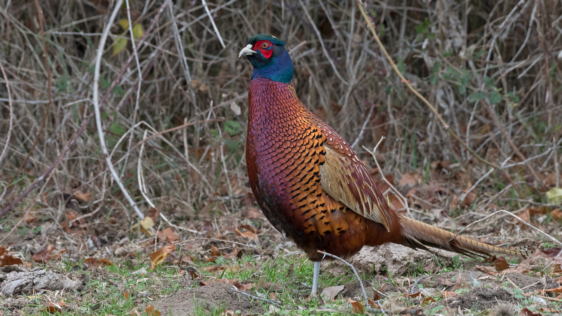 Sülün » Common Pheasant » Phasianus colchicus