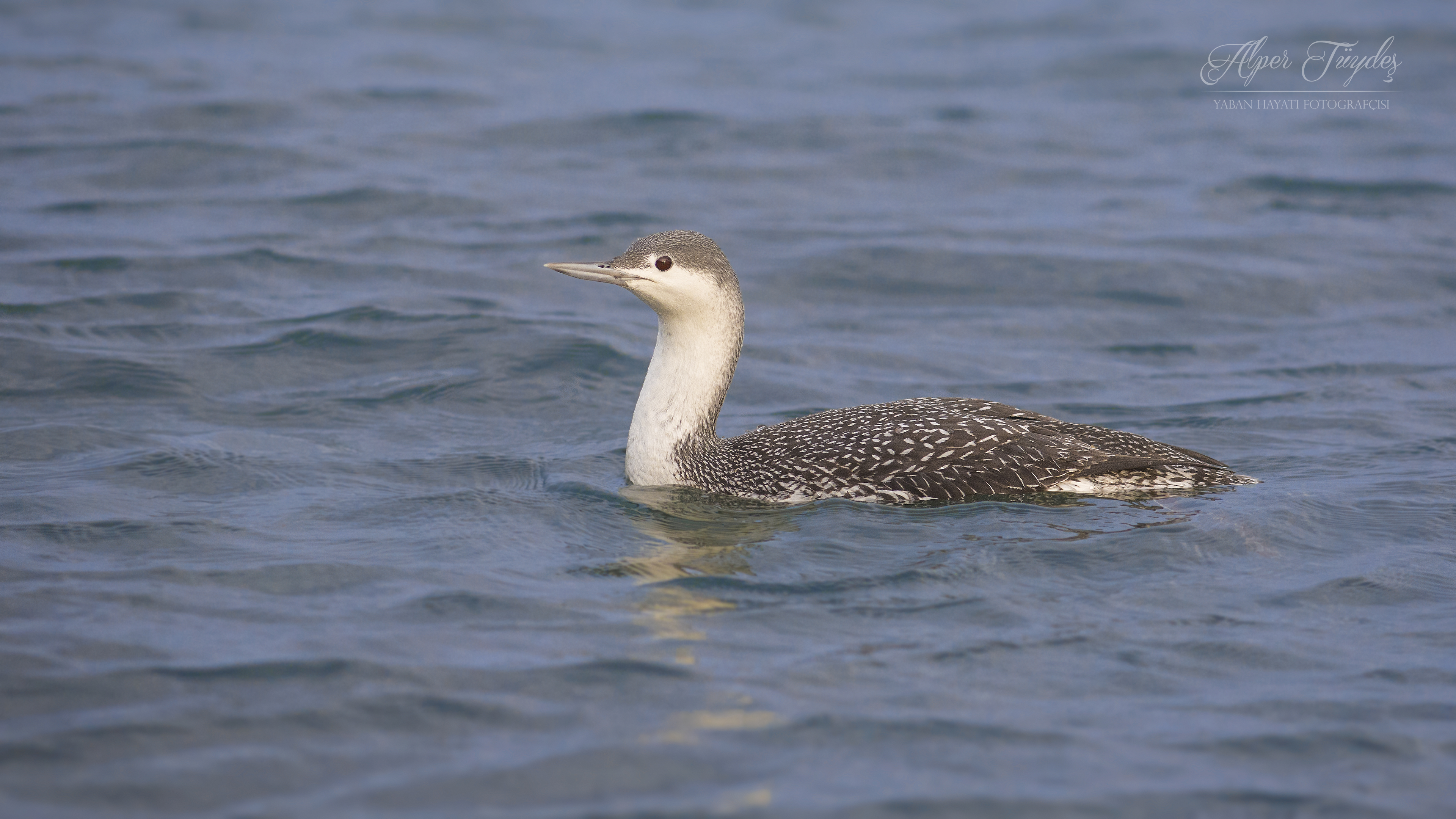 Kızılgerdanlı dalgıç » Red-throated Loon » Gavia stellata