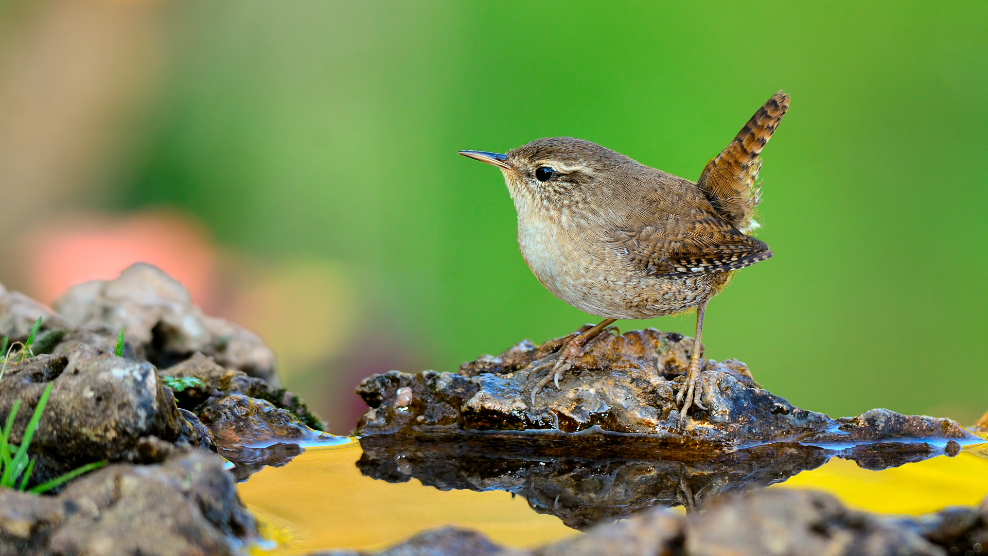 Çitkuşu » Eurasian Wren » Troglodytes troglodytes