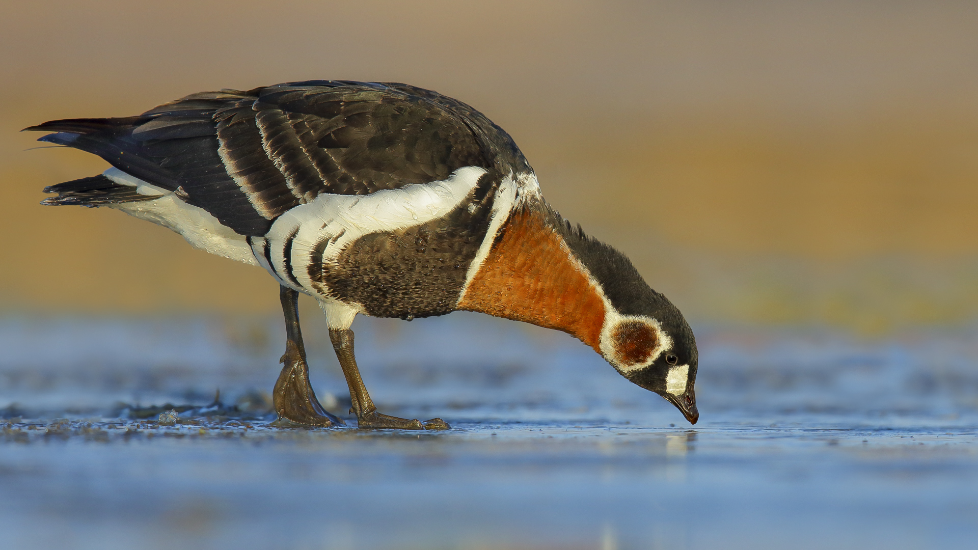 Sibirya kazı » Red-breasted Goose » Branta ruficollis