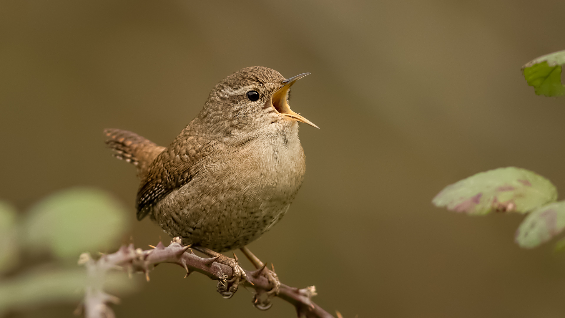 Çitkuşu » Eurasian Wren » Troglodytes troglodytes