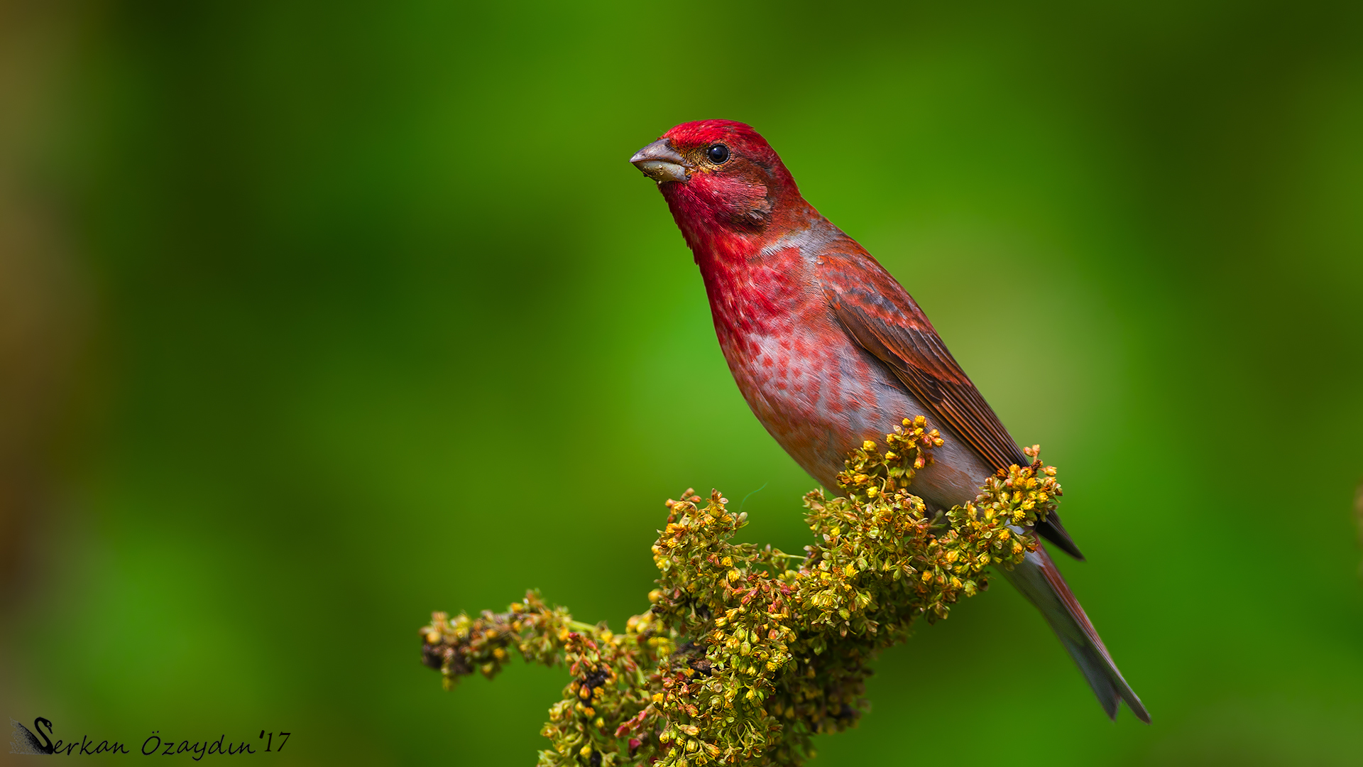 Çütre » Common Rosefinch » Carpodacus erythrinus