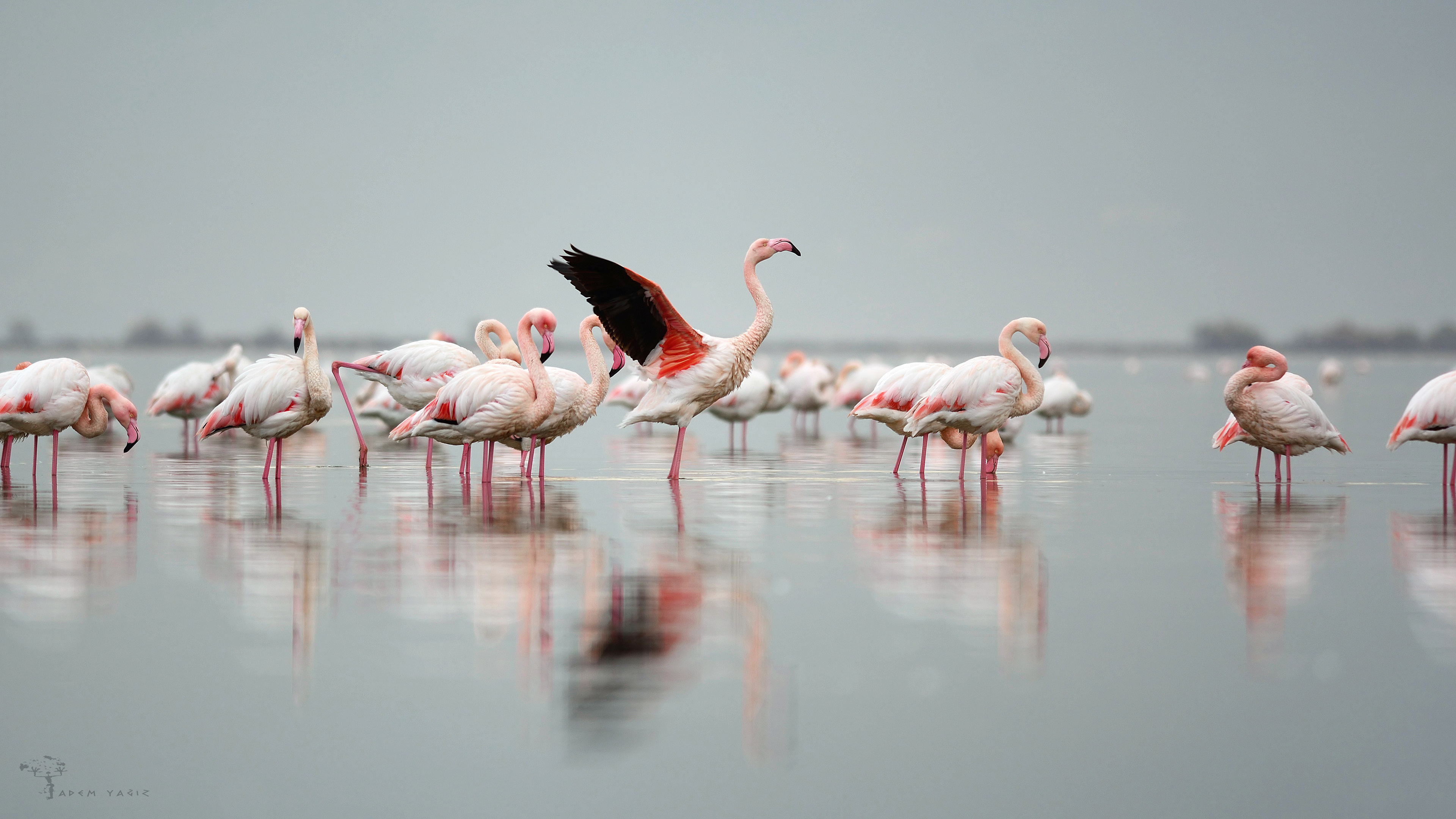 Flamingo » Greater Flamingo » Phoenicopterus roseus