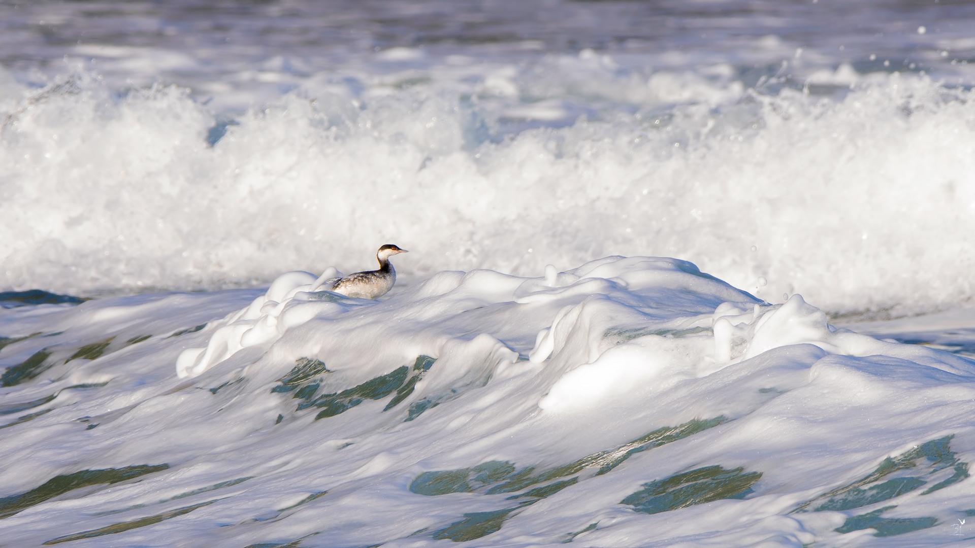 Kulaklı batağan » Horned Grebe » Podiceps auritus