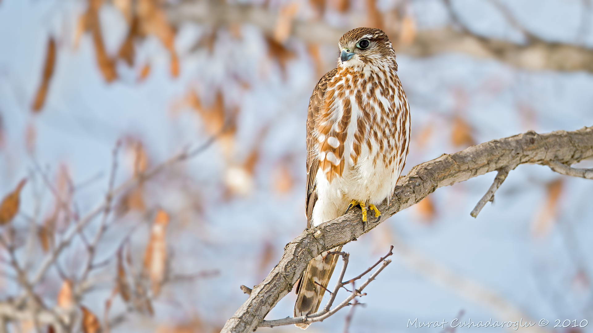 Boz doğan » Merlin » Falco columbarius