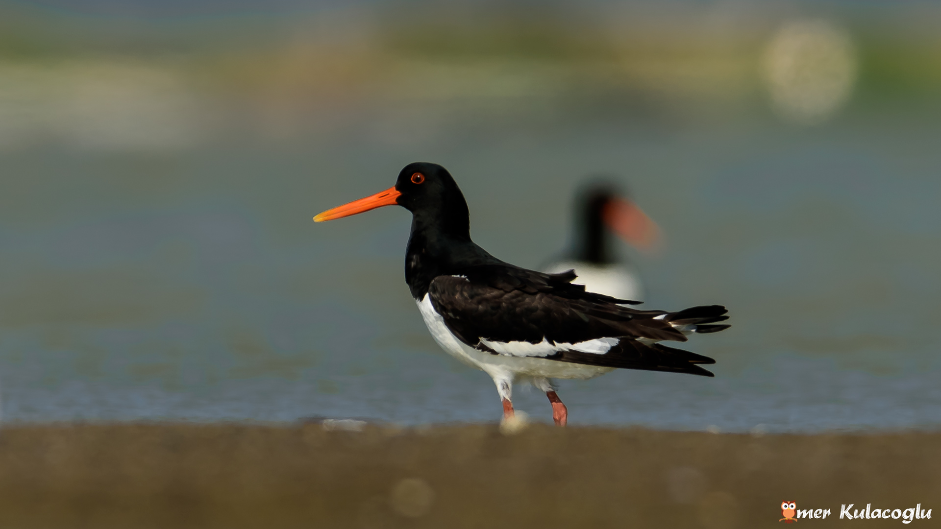 Poyrazkuşu » Eurasian Oystercatcher » Haematopus ostralegus