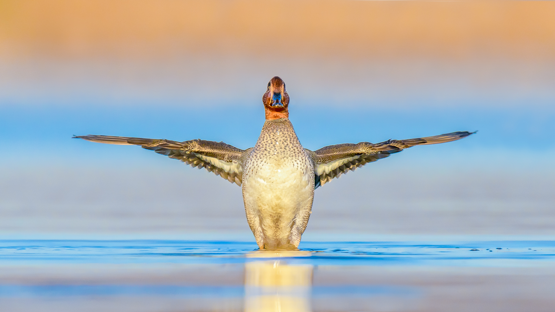 Çamurcun » Eurasian Teal » Anas crecca