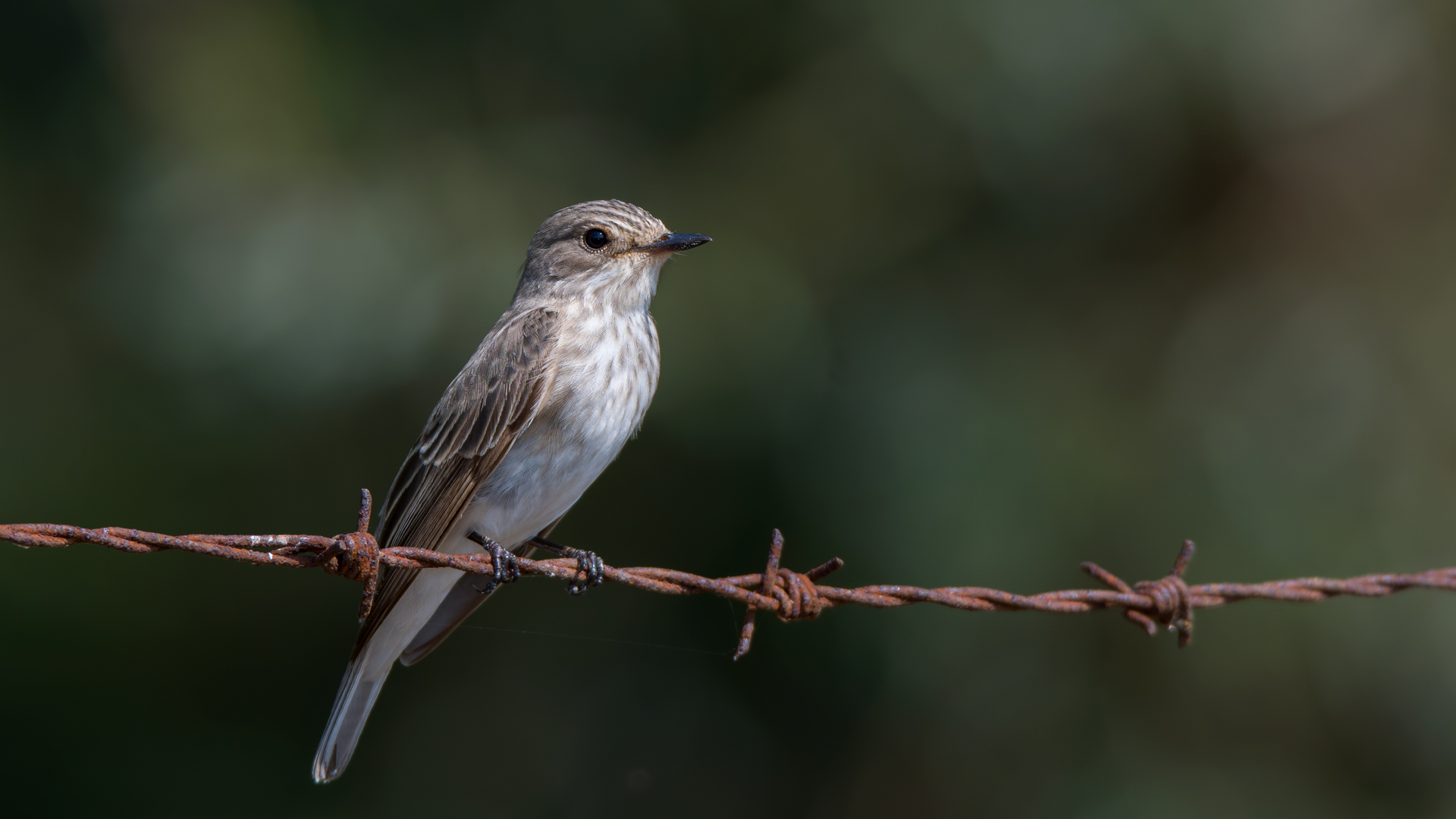 Benekli sinekkapan » Spotted Flycatcher » Muscicapa striata