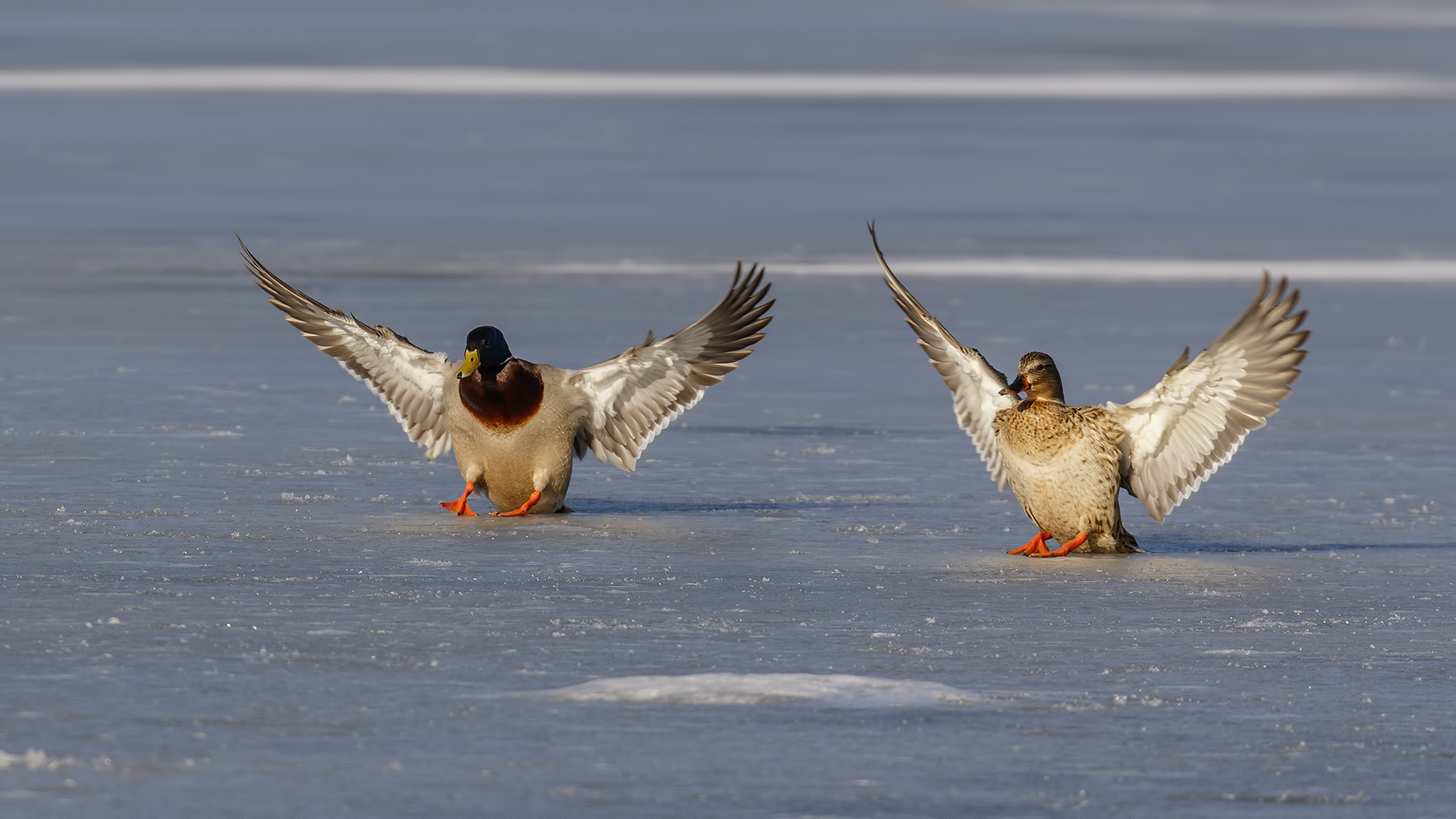 Yeşilbaş » Mallard » Anas platyrhynchos