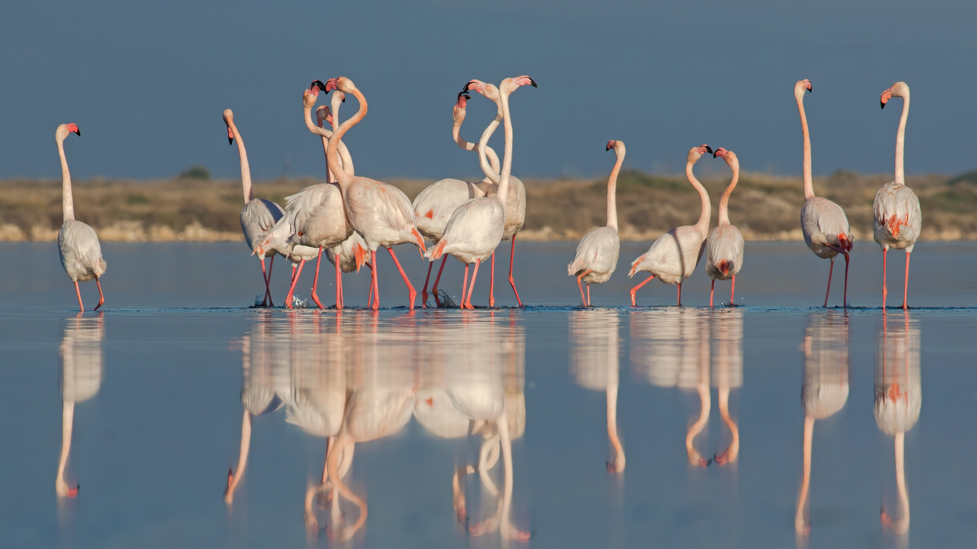 Flamingo » Greater Flamingo » Phoenicopterus roseus