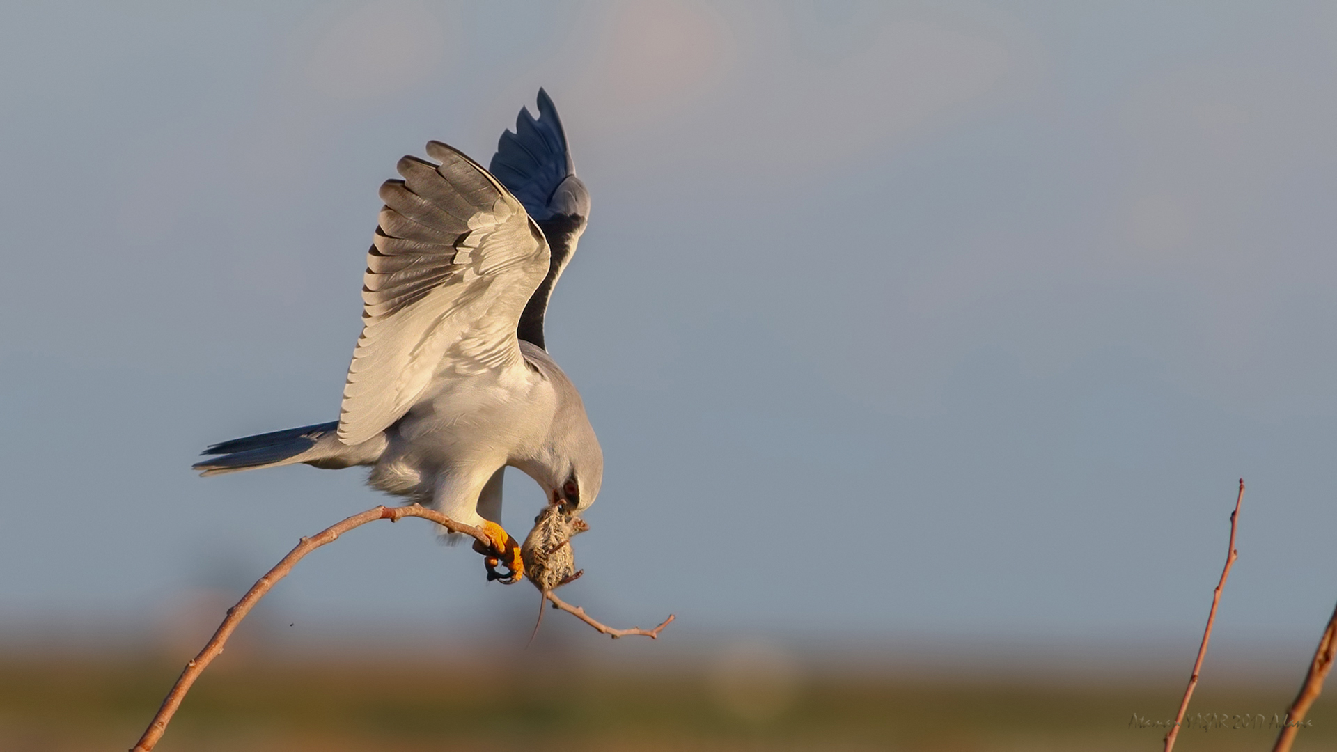 Ak çaylak » Black-winged Kite » Elanus caeruleus