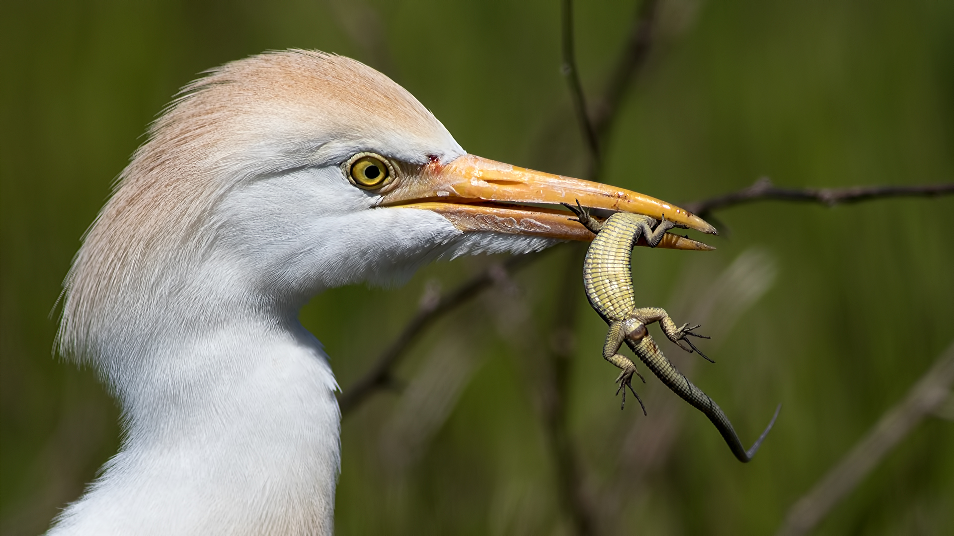 Sığır balıkçılı » Western Cattle Egret » Bubulcus ibis