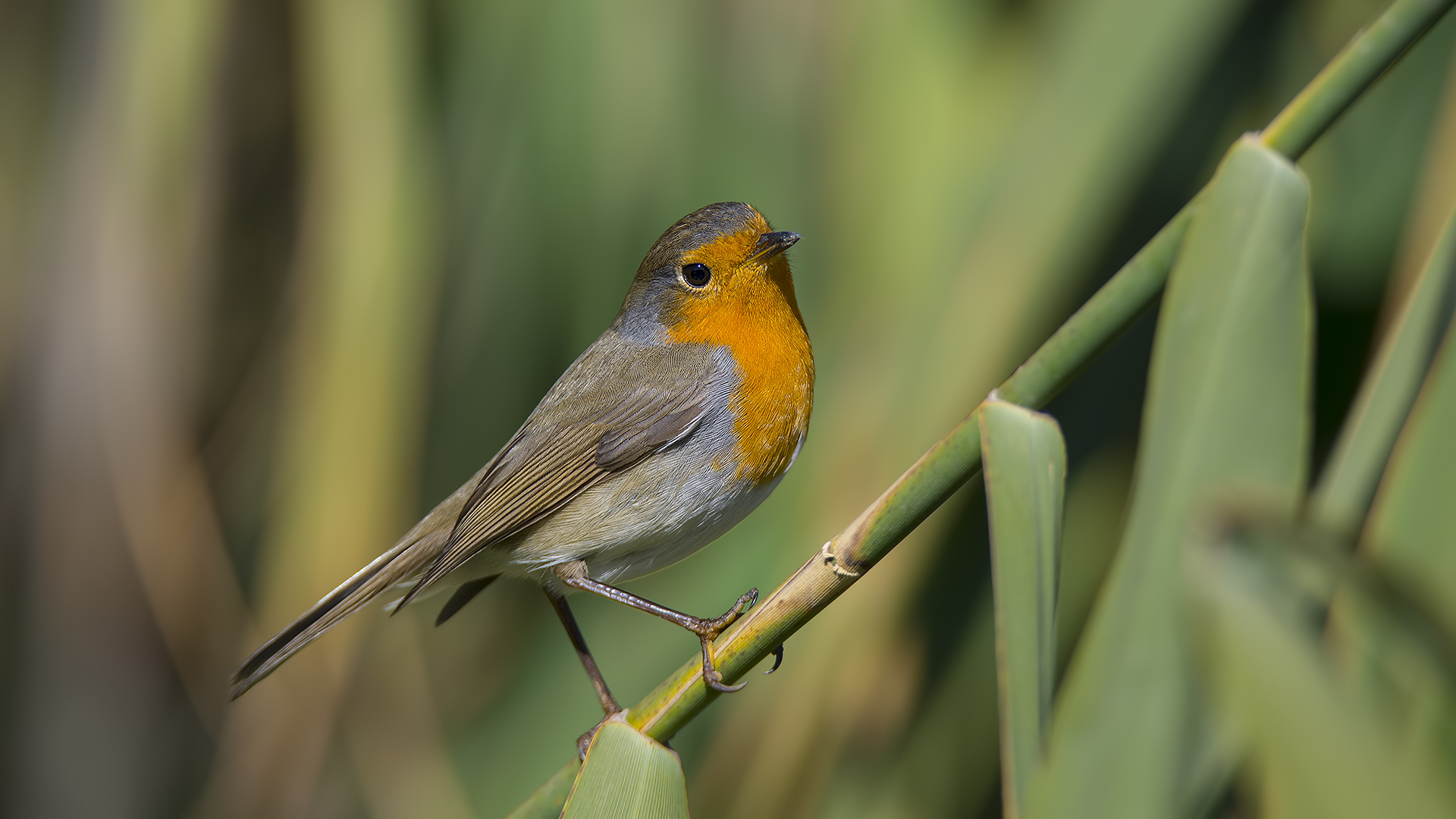 Kızılgerdan » European Robin » Erithacus rubecula