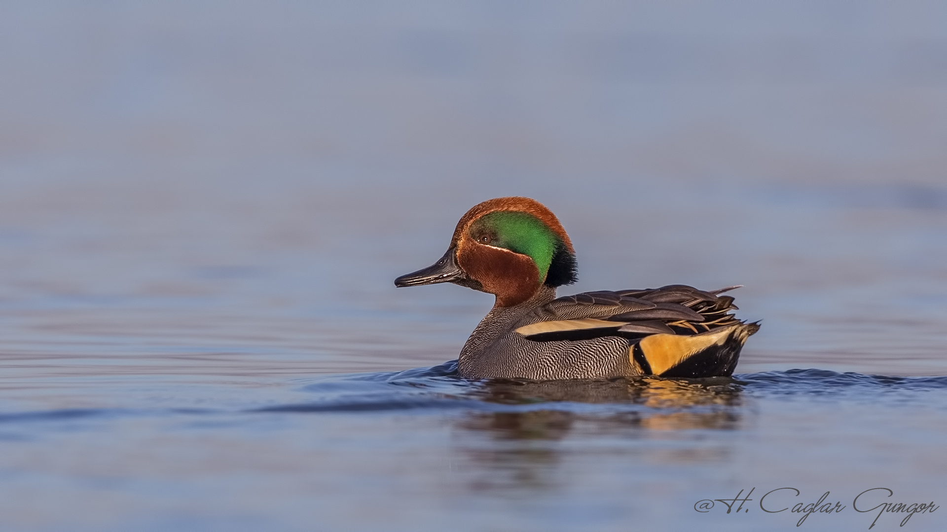 Çamurcun » Eurasian Teal » Anas crecca