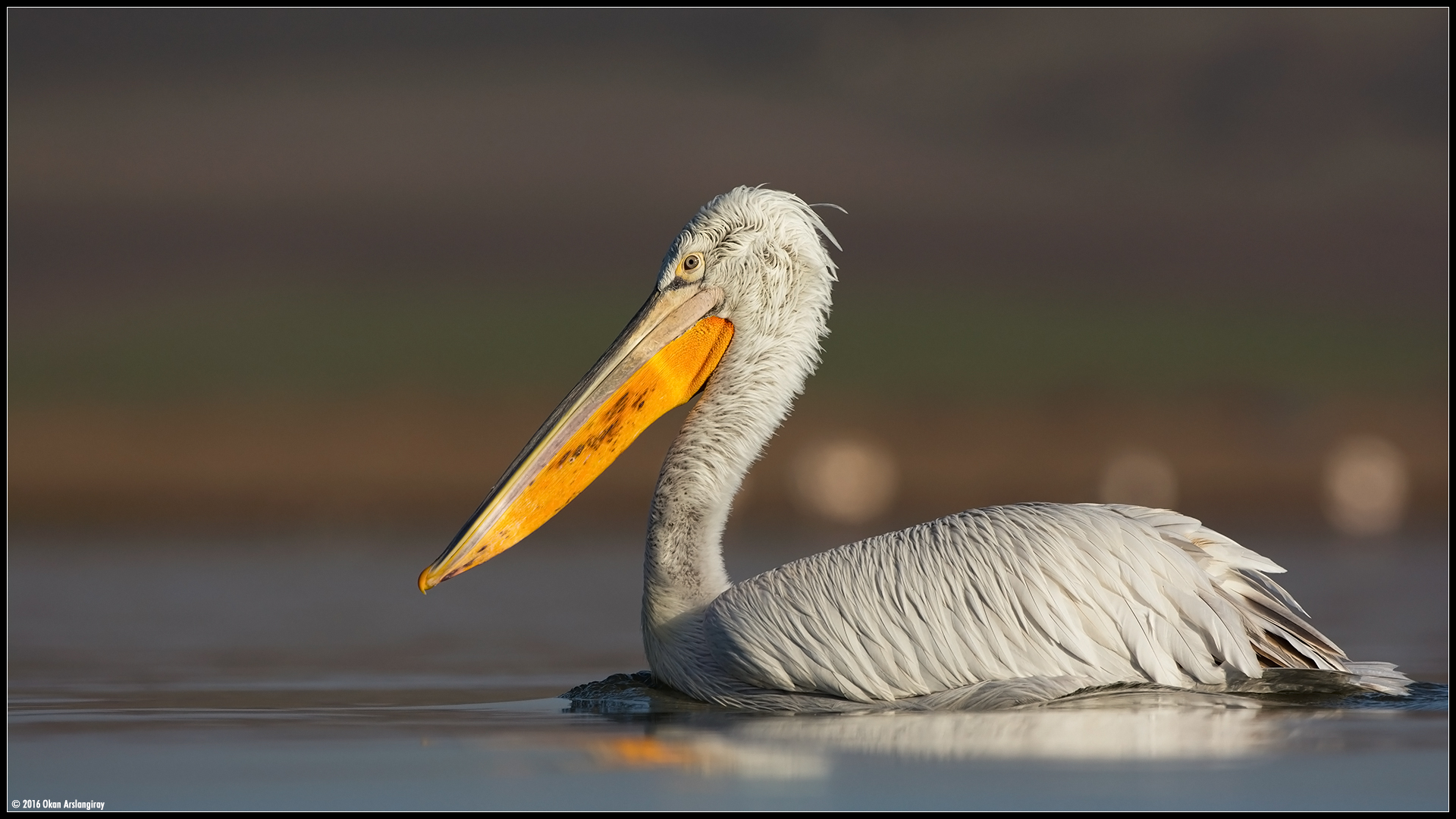 Tepeli pelikan » Dalmatian Pelican » Pelecanus crispus