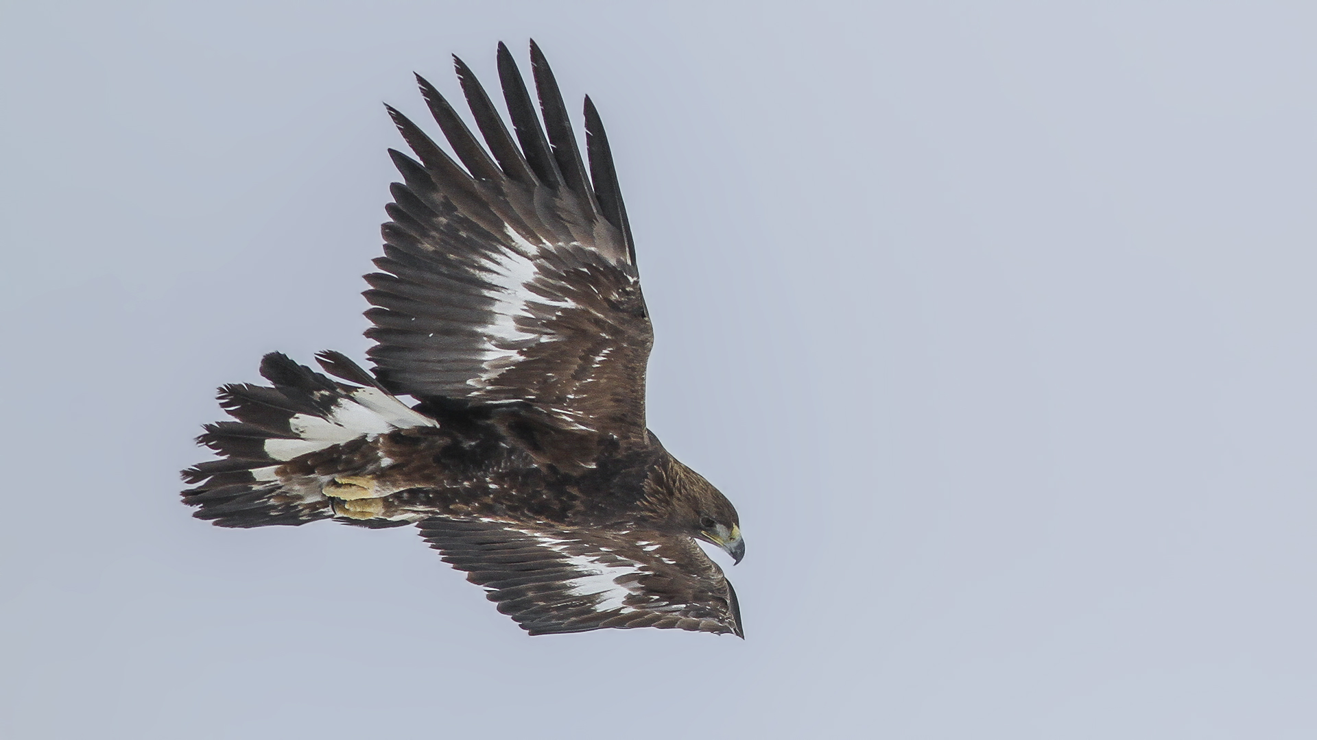 Kaya kartalı » Golden Eagle » Aquila chrysaetos