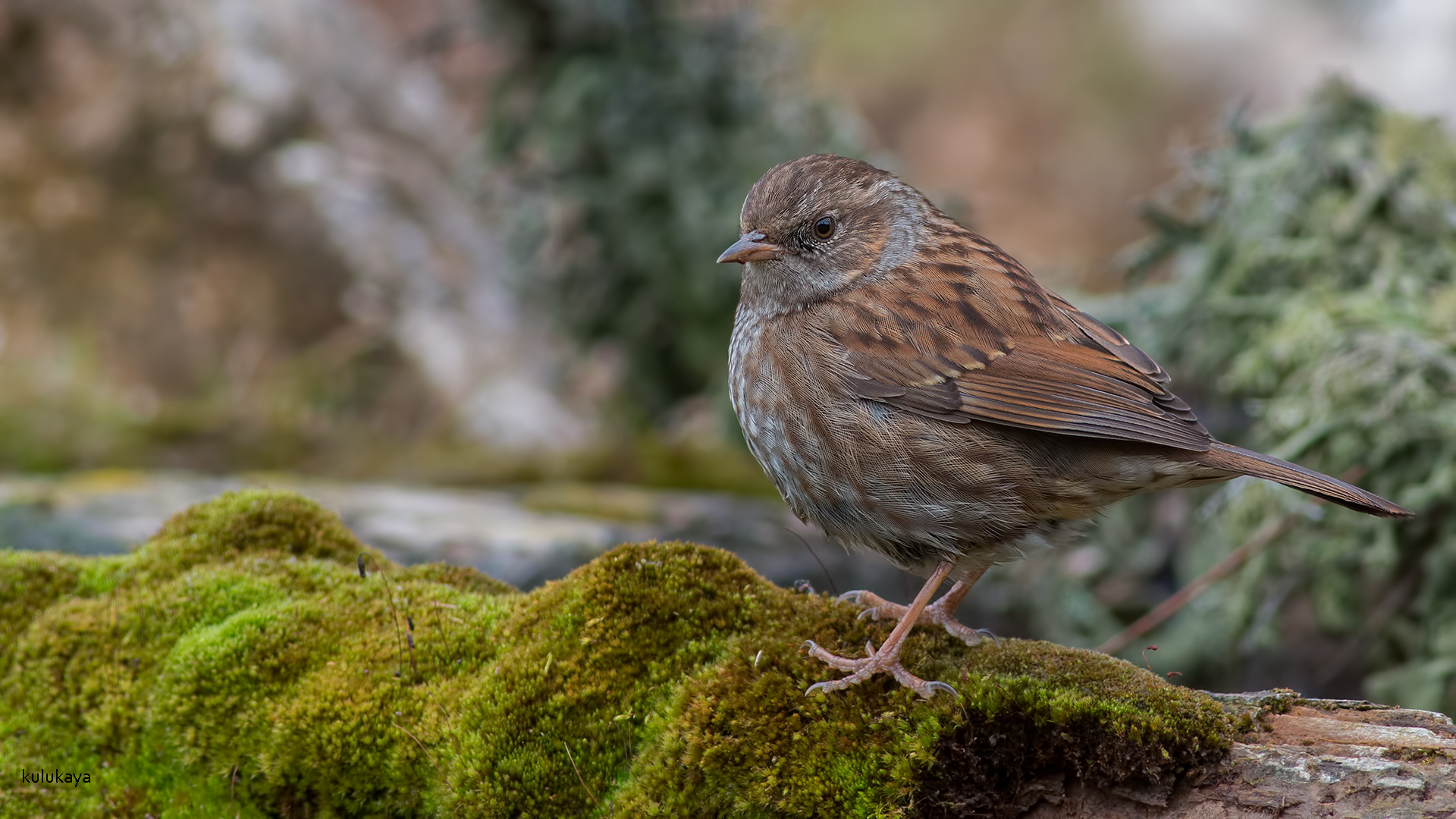 Dağbülbülü » Dunnock » Prunella modularis