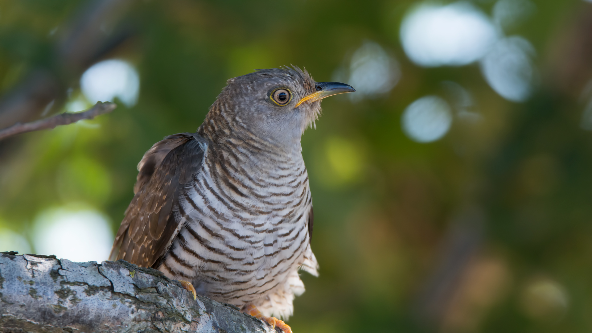 Guguk » Common Cuckoo » Cuculus canorus