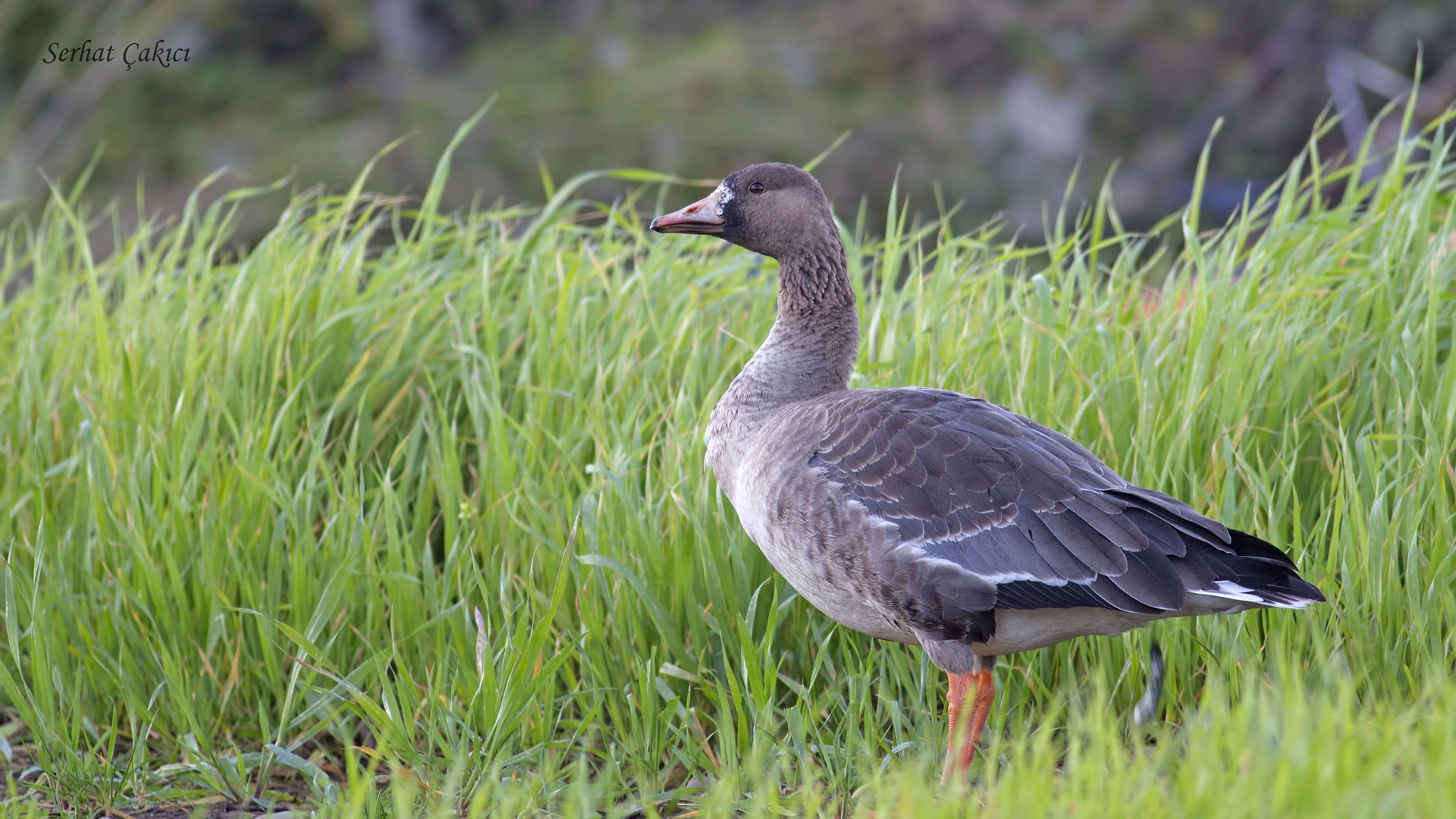 Sakarca » Greater White-fronted Goose » Anser albifrons