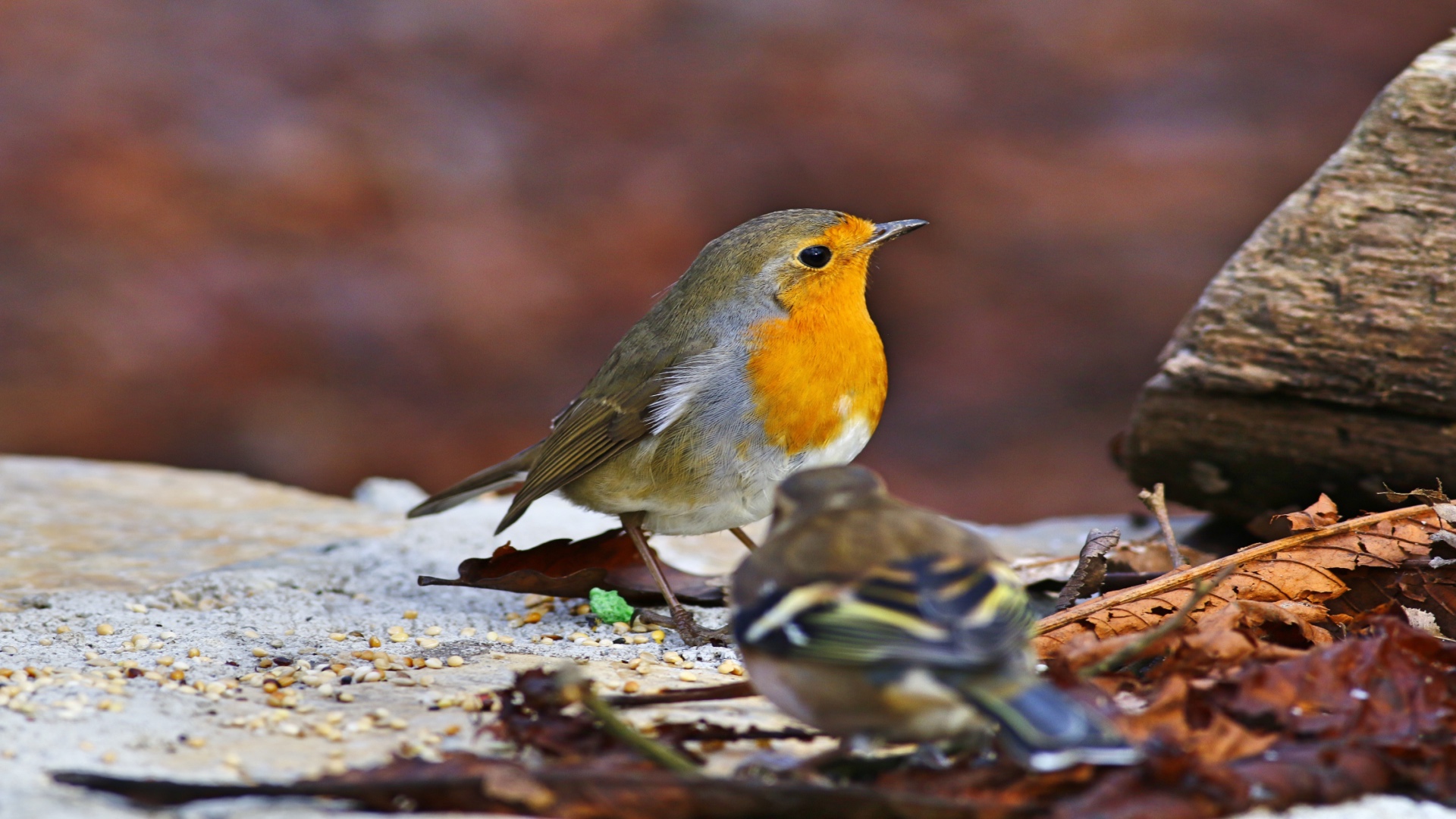 Kızılgerdan » European Robin » Erithacus rubecula