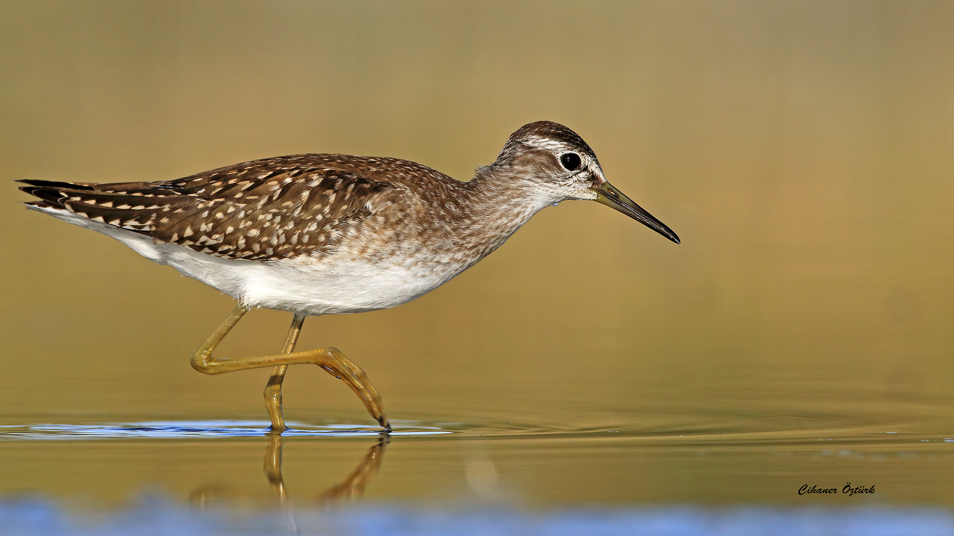 Orman düdükçünü » Wood Sandpiper » Tringa glareola