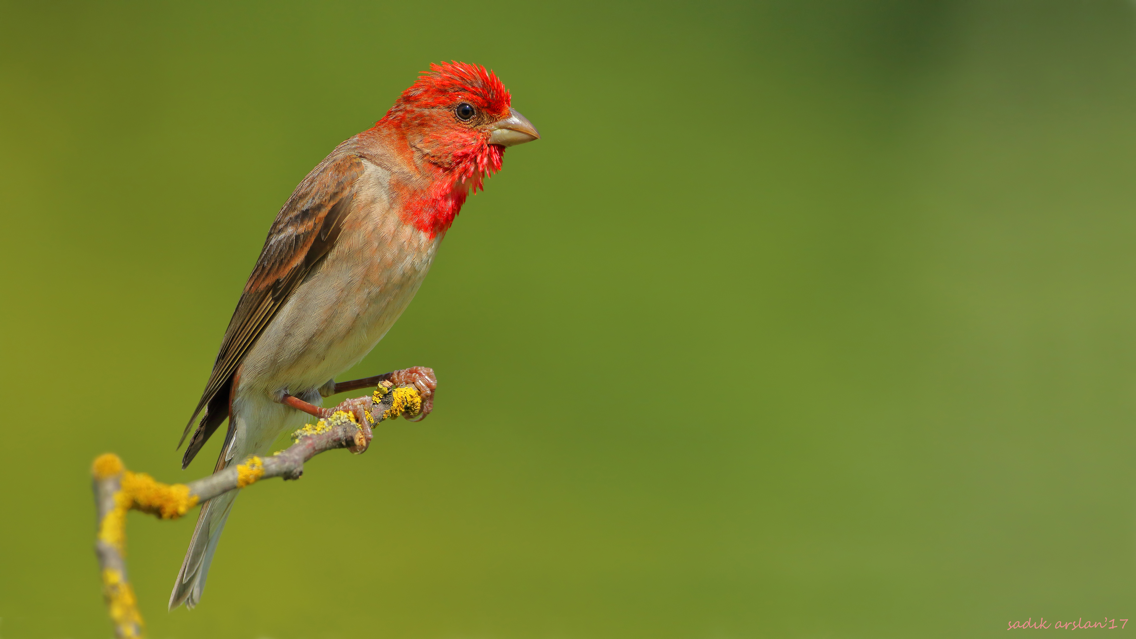 Çütre » Common Rosefinch » Carpodacus erythrinus