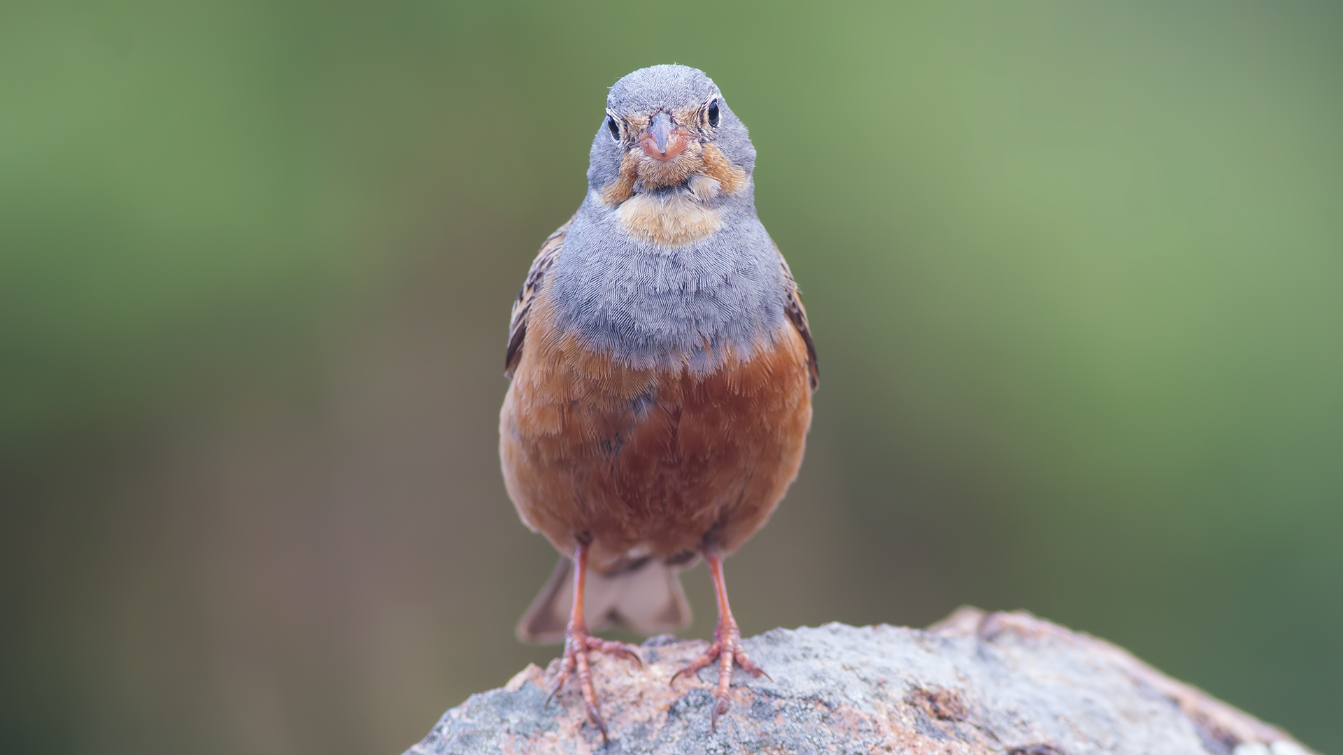 Kızıl kirazkuşu » Cretzschmar`s Bunting » Emberiza caesia