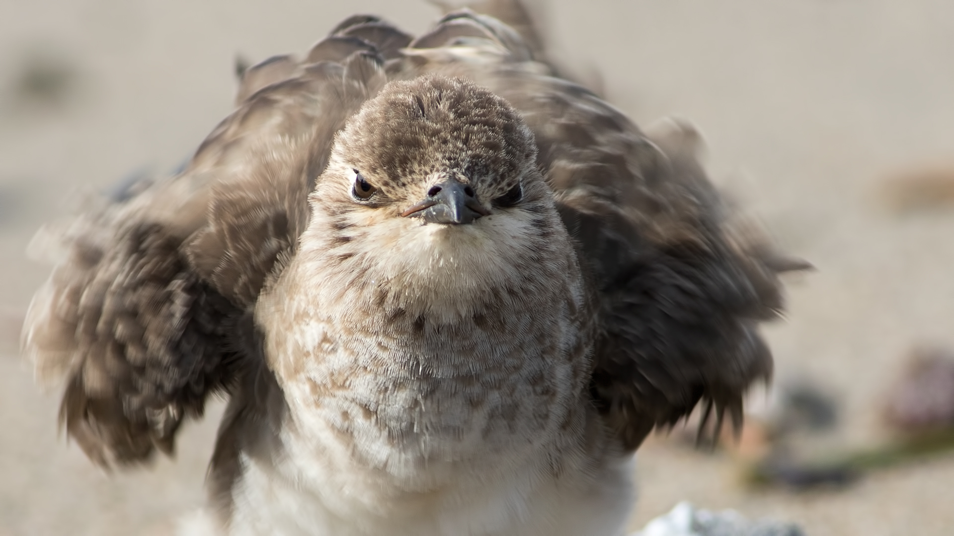 Karakanatlı bataklıkkırlangıcı » Black-winged Pratincole » Glareola nordmanni