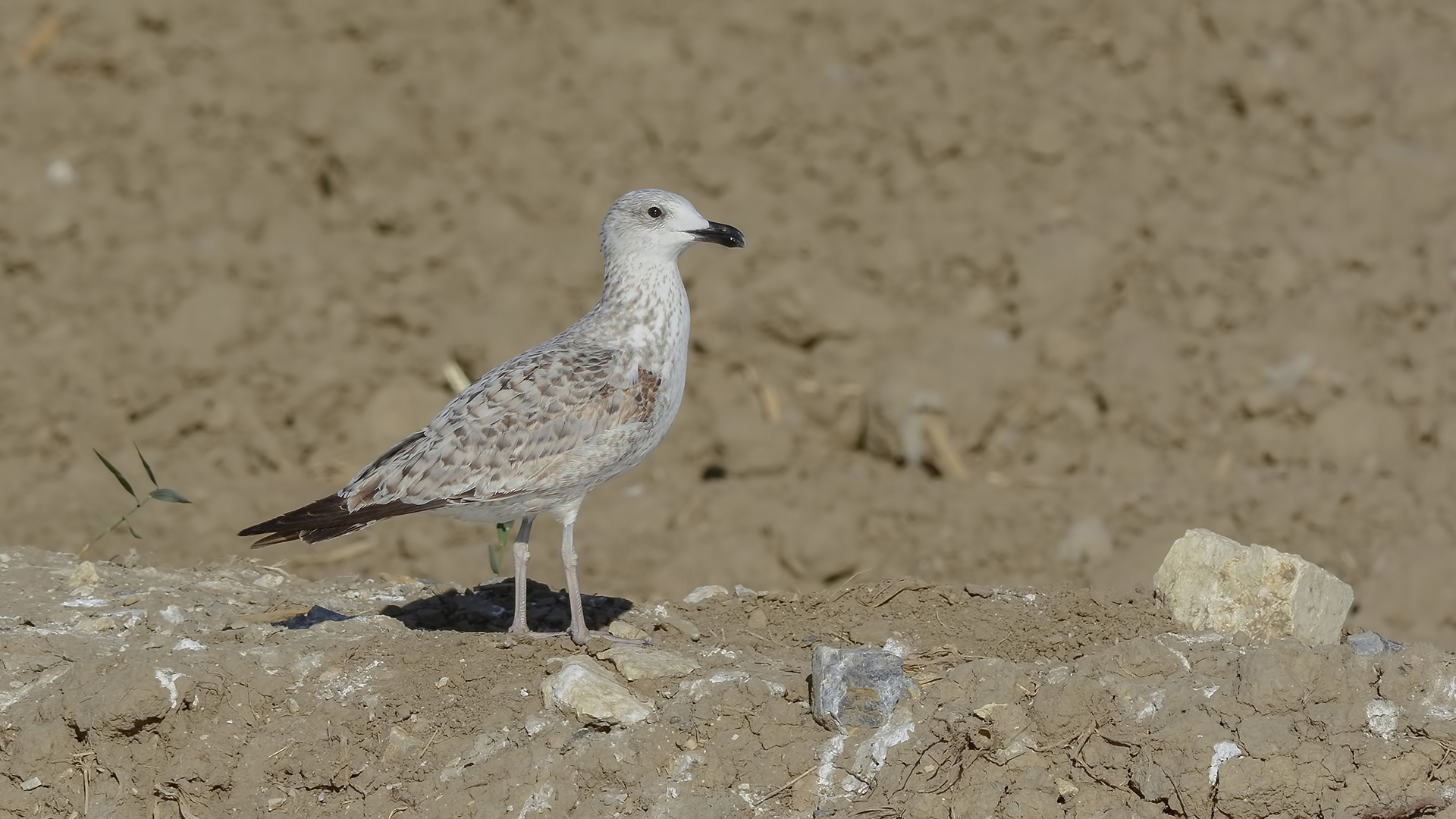 Van gölü martısı » Armenian Gull » Larus armenicus