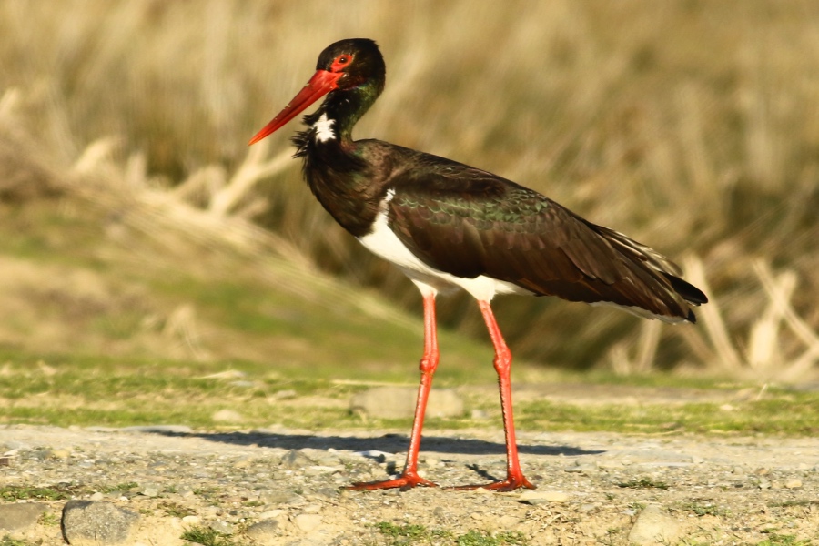 Kara leylek » Black Stork » Ciconia nigra