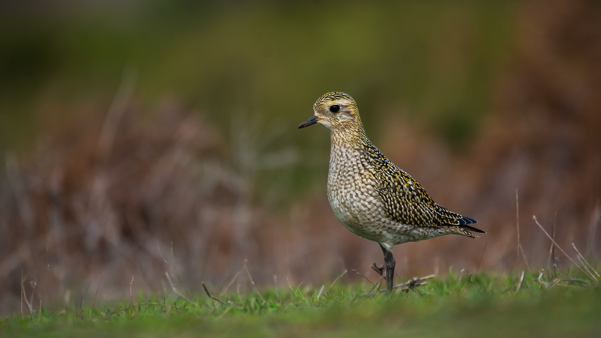 Altın yağmurcun » European Golden Plover » Pluvialis apricaria