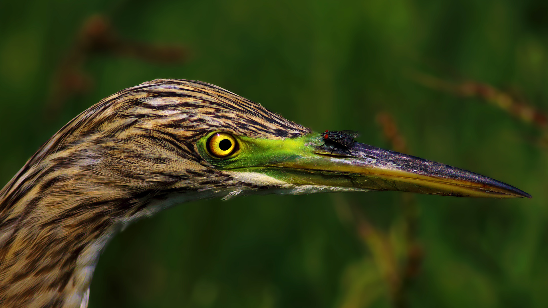 Alaca balıkçıl » Squacco Heron » Ardeola ralloides