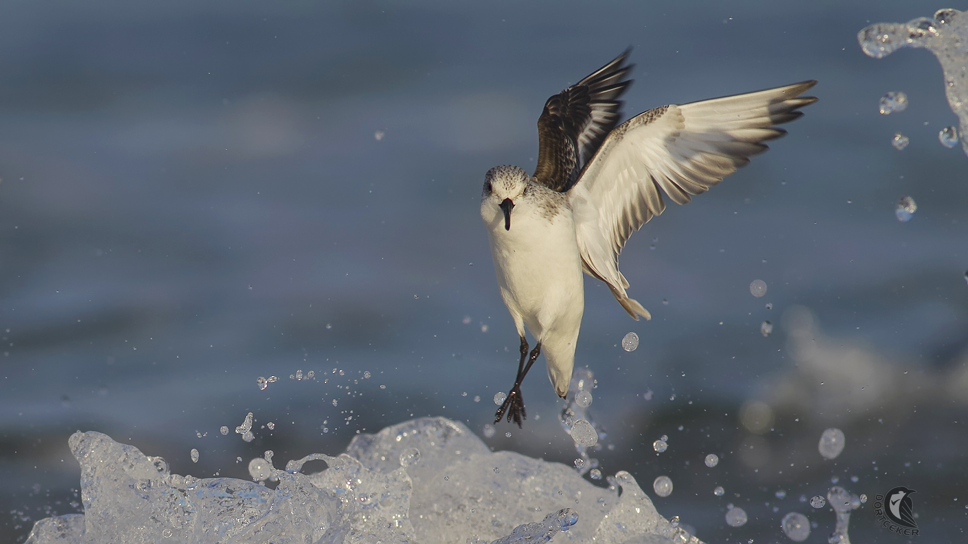 Ak kumkuşu » Sanderling » Calidris alba