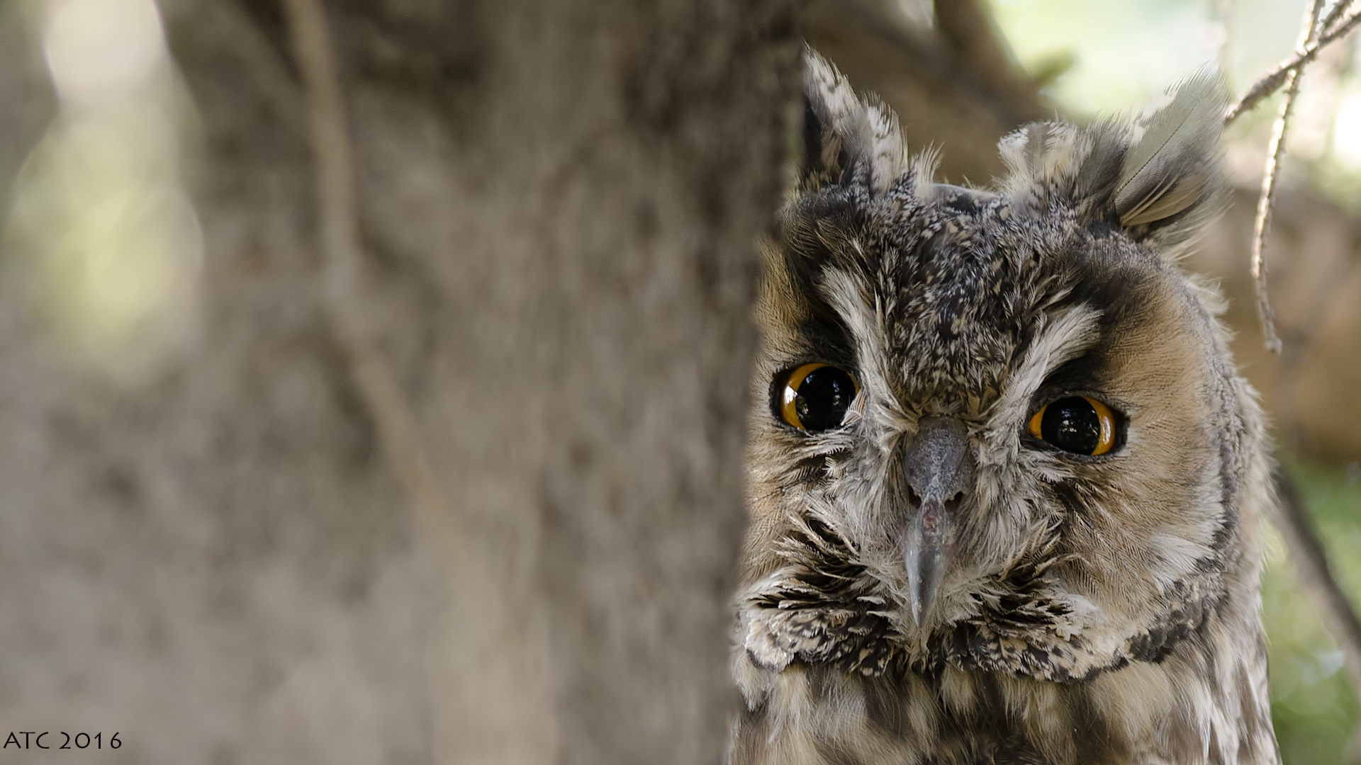 Kulaklı orman baykuşu » Long-eared Owl » Asio otus