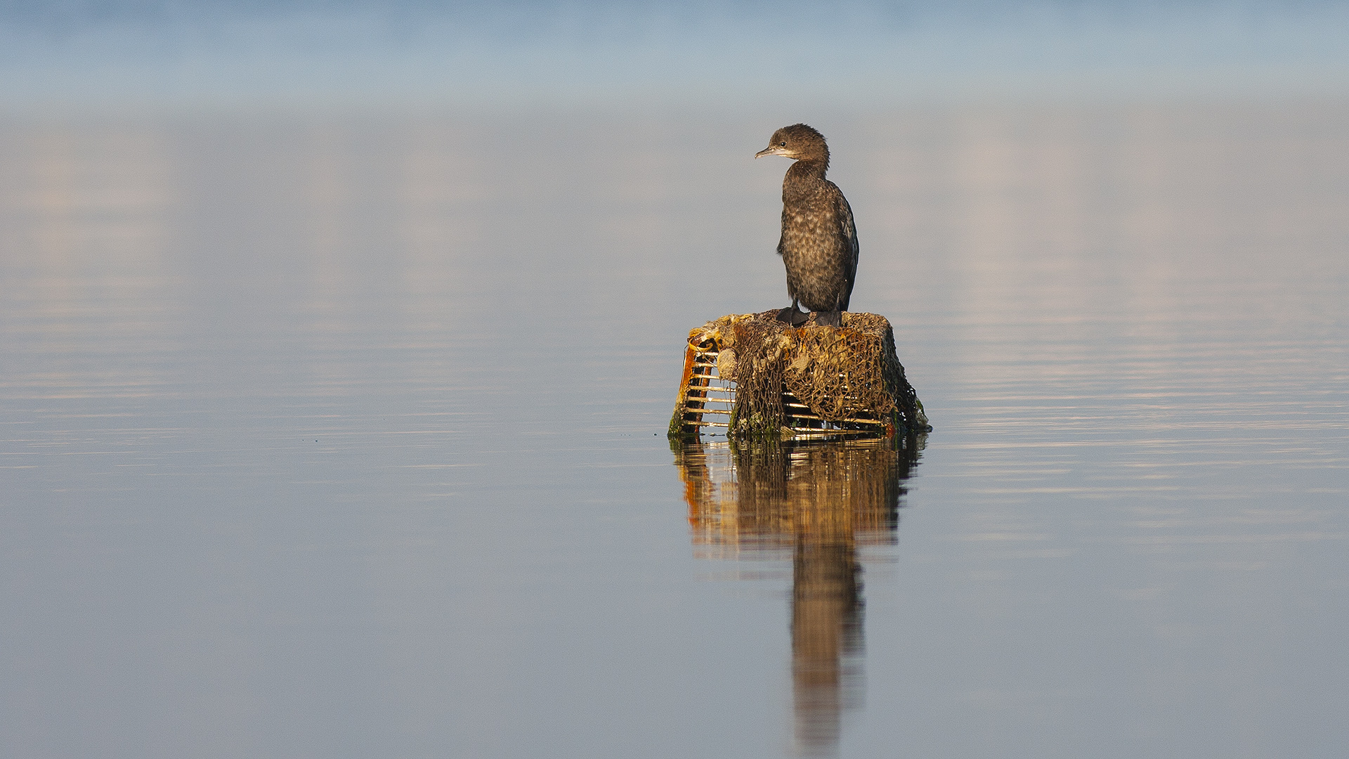 Küçük karabatak » Pygmy Cormorant » Microcarbo pygmaeus