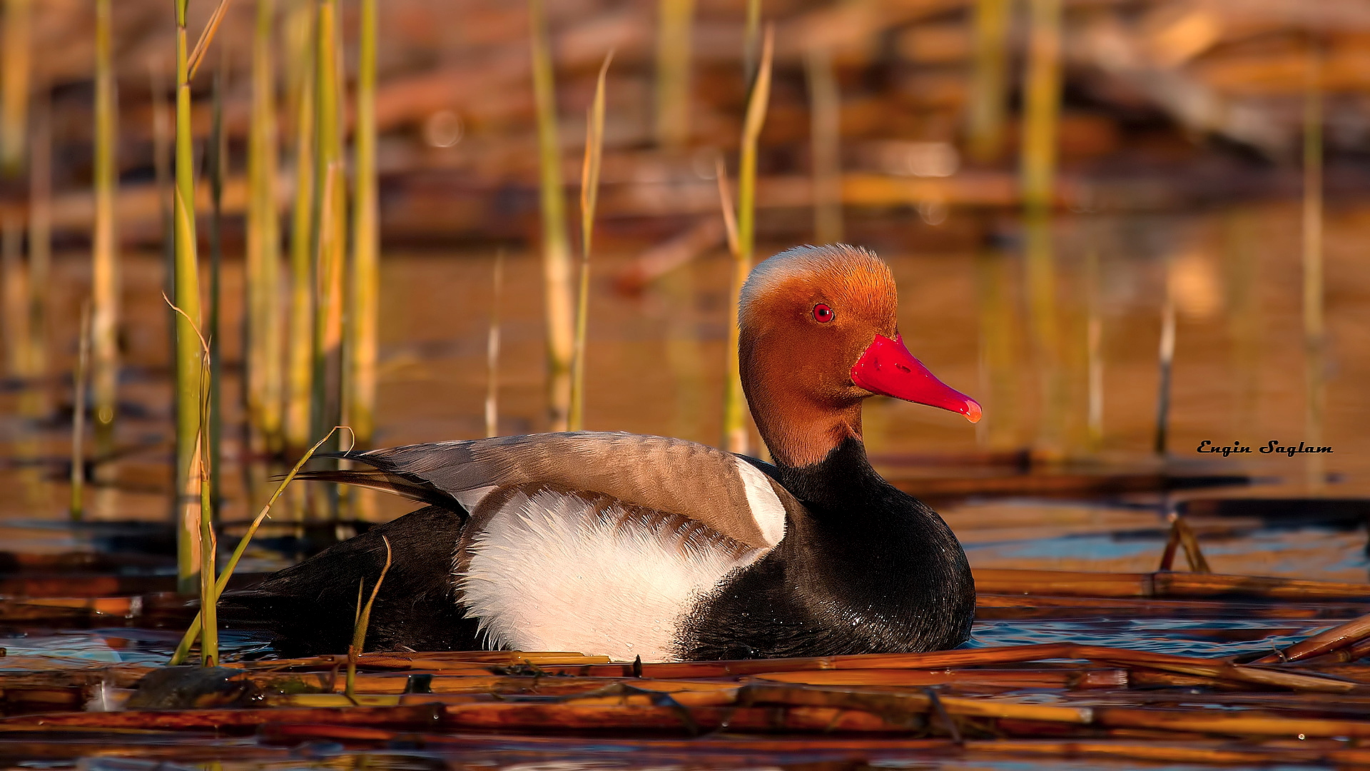 Macar ördeği » Red-crested Pochard » Netta rufina