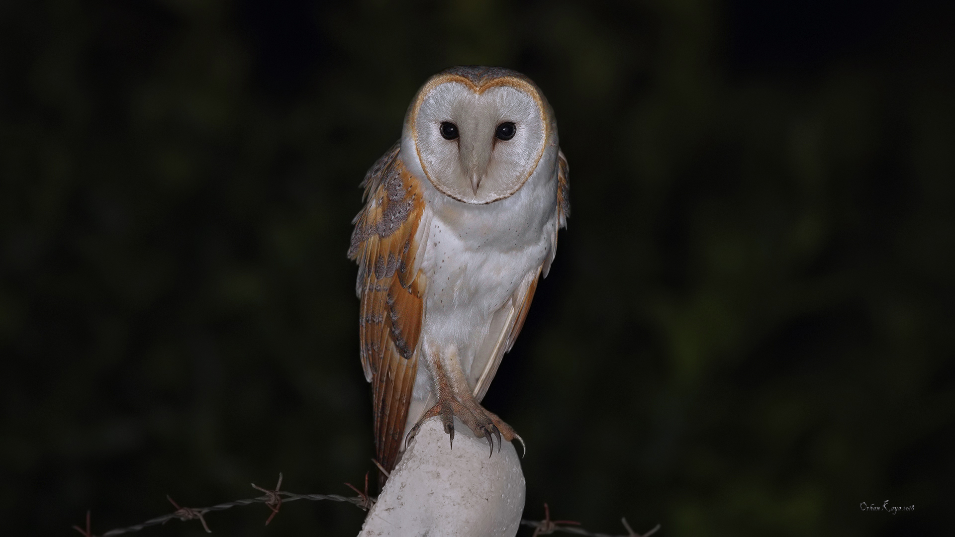 Peçeli baykuş » Western Barn Owl » Tyto alba