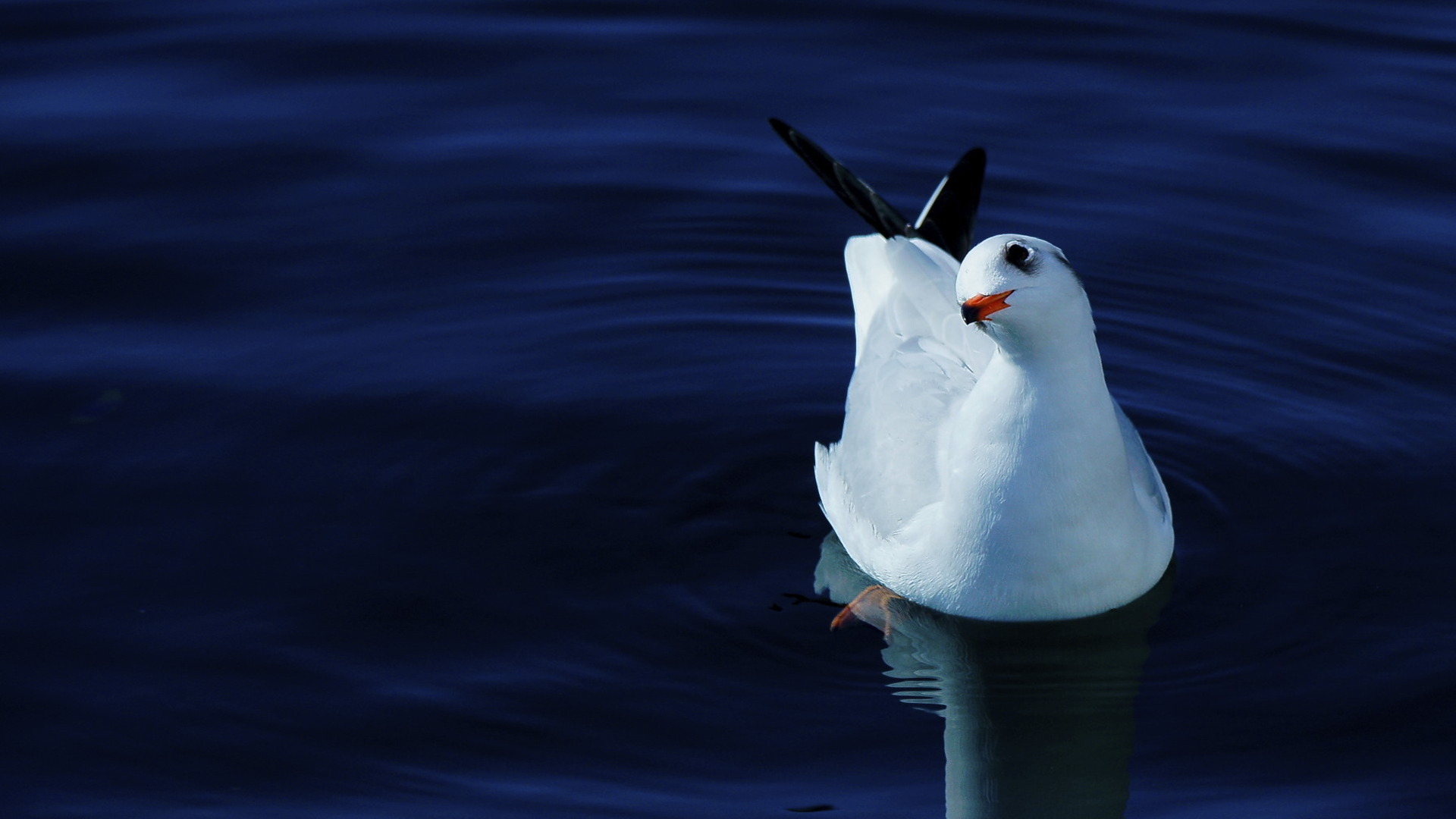 Karabaş martı » Black-headed Gull » Chroicocephalus ridibundus