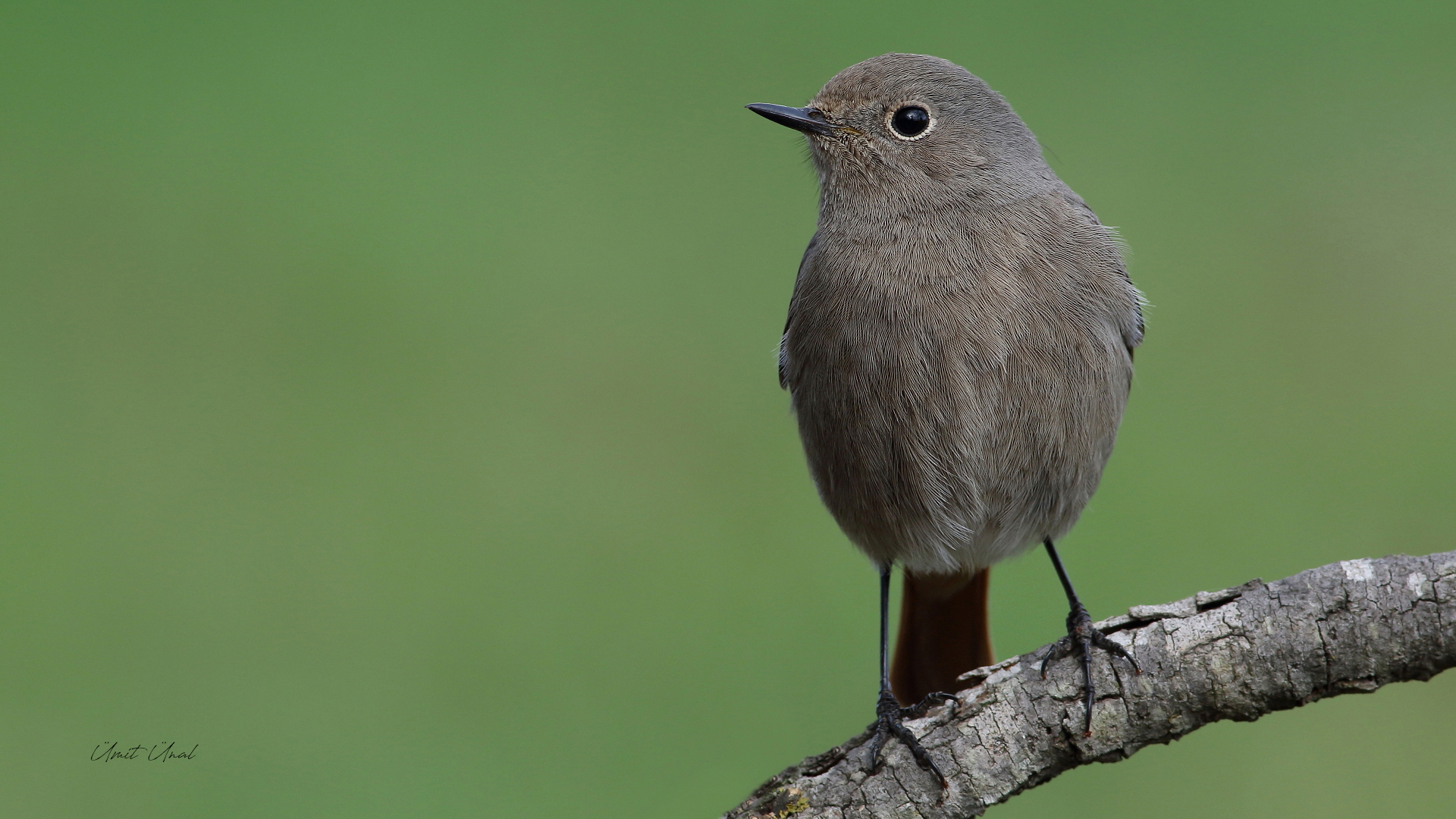 Kara kızılkuyruk » Black Redstart » Phoenicurus ochruros